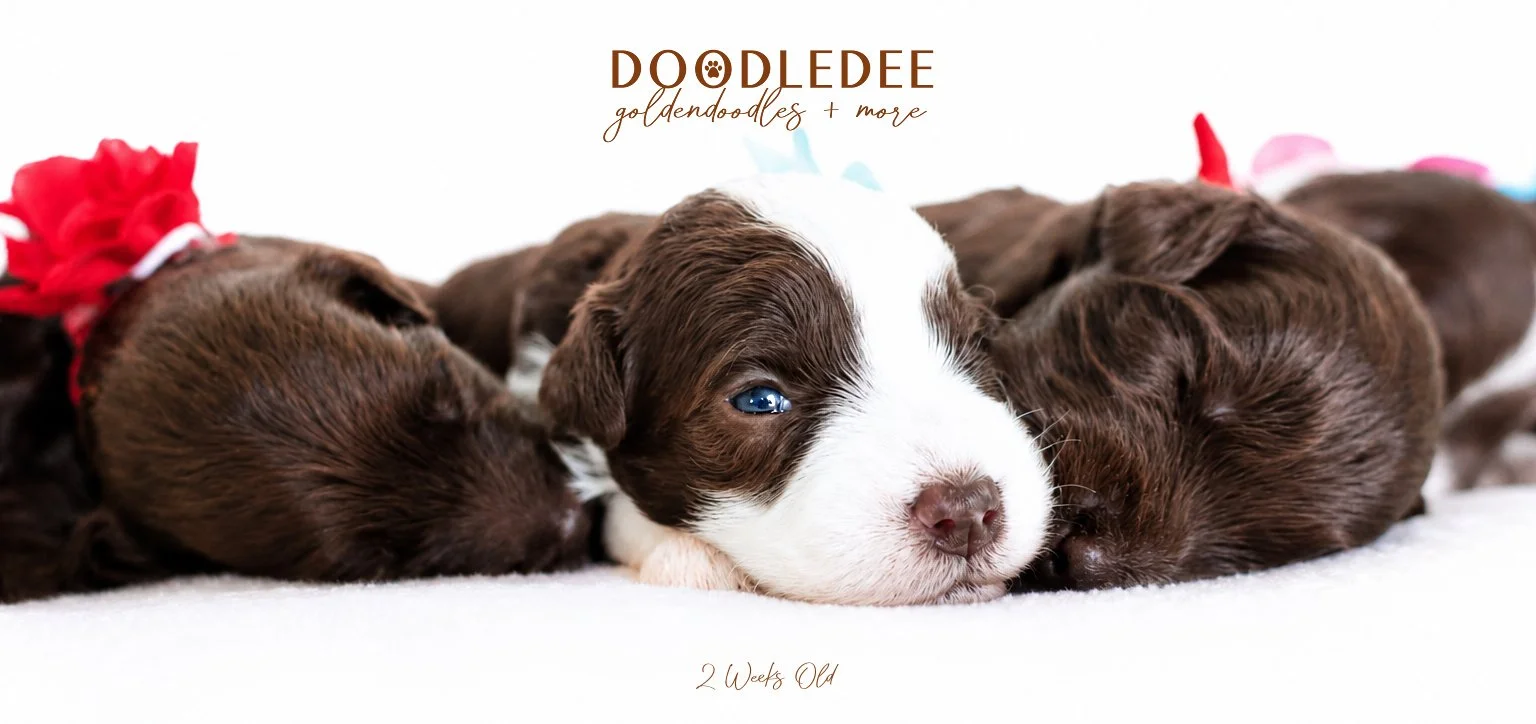 Micro MIni & Petite English Goldendoodles