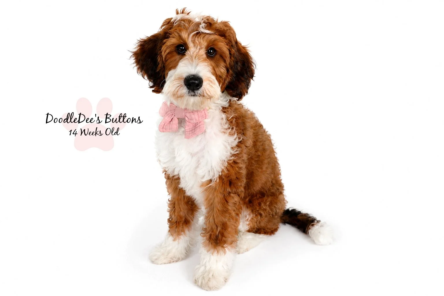 Sable Bernedoodle- Buttons 14 Weeks Old 
15 Lbs