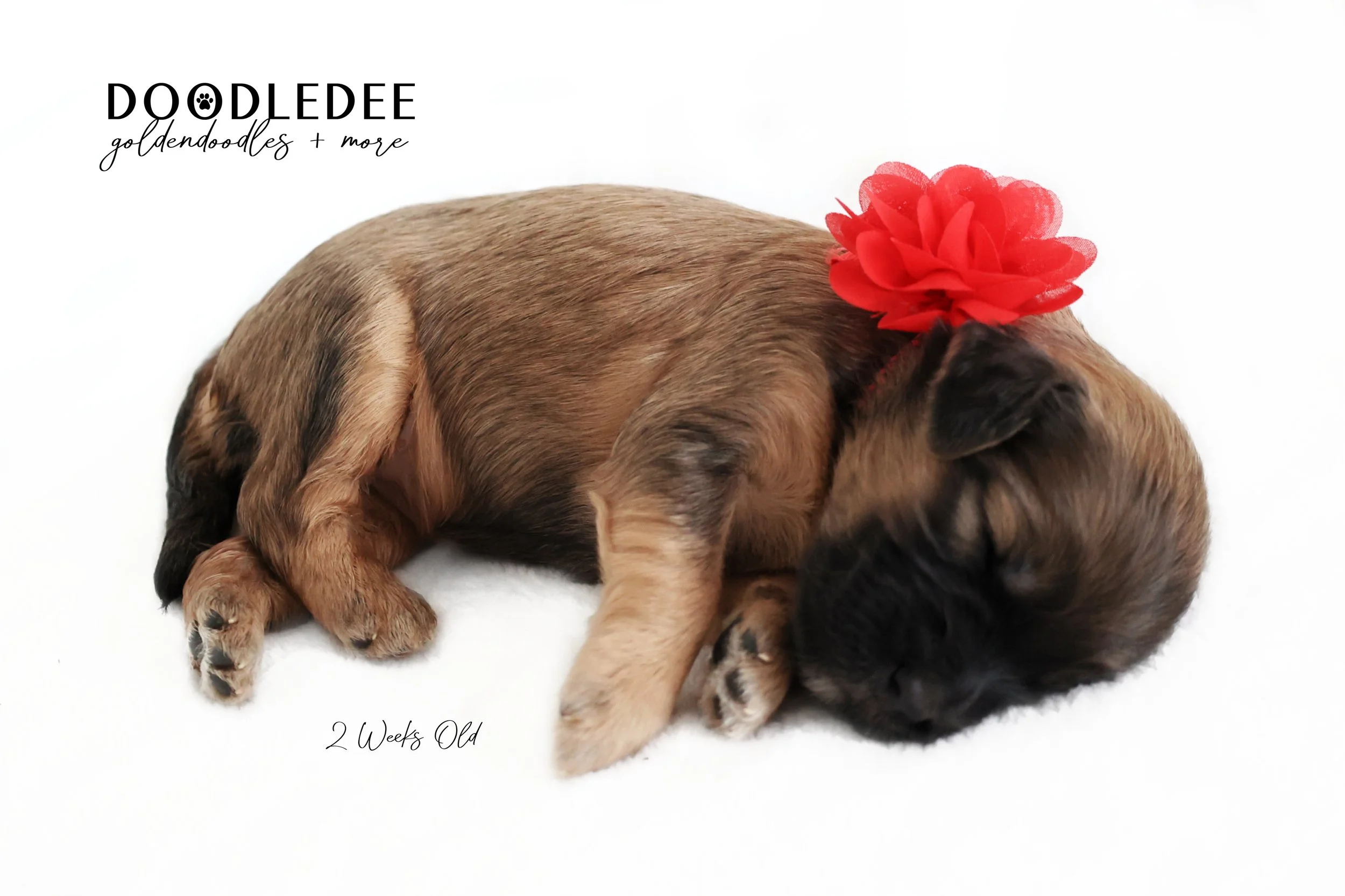 Petite Sable English Goldendoodle
