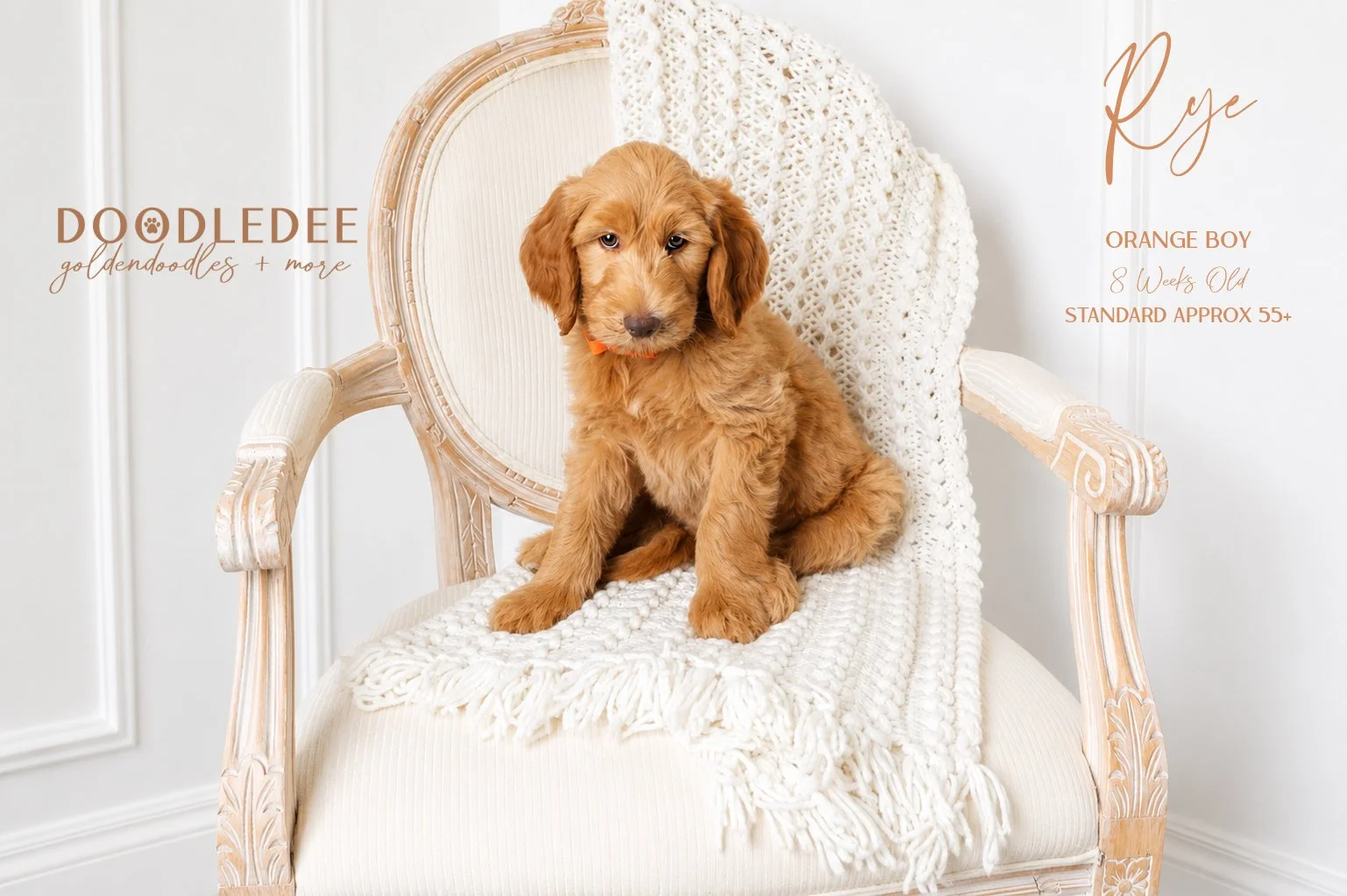 Standard English Goldendoodle AVAILABLE $3,000