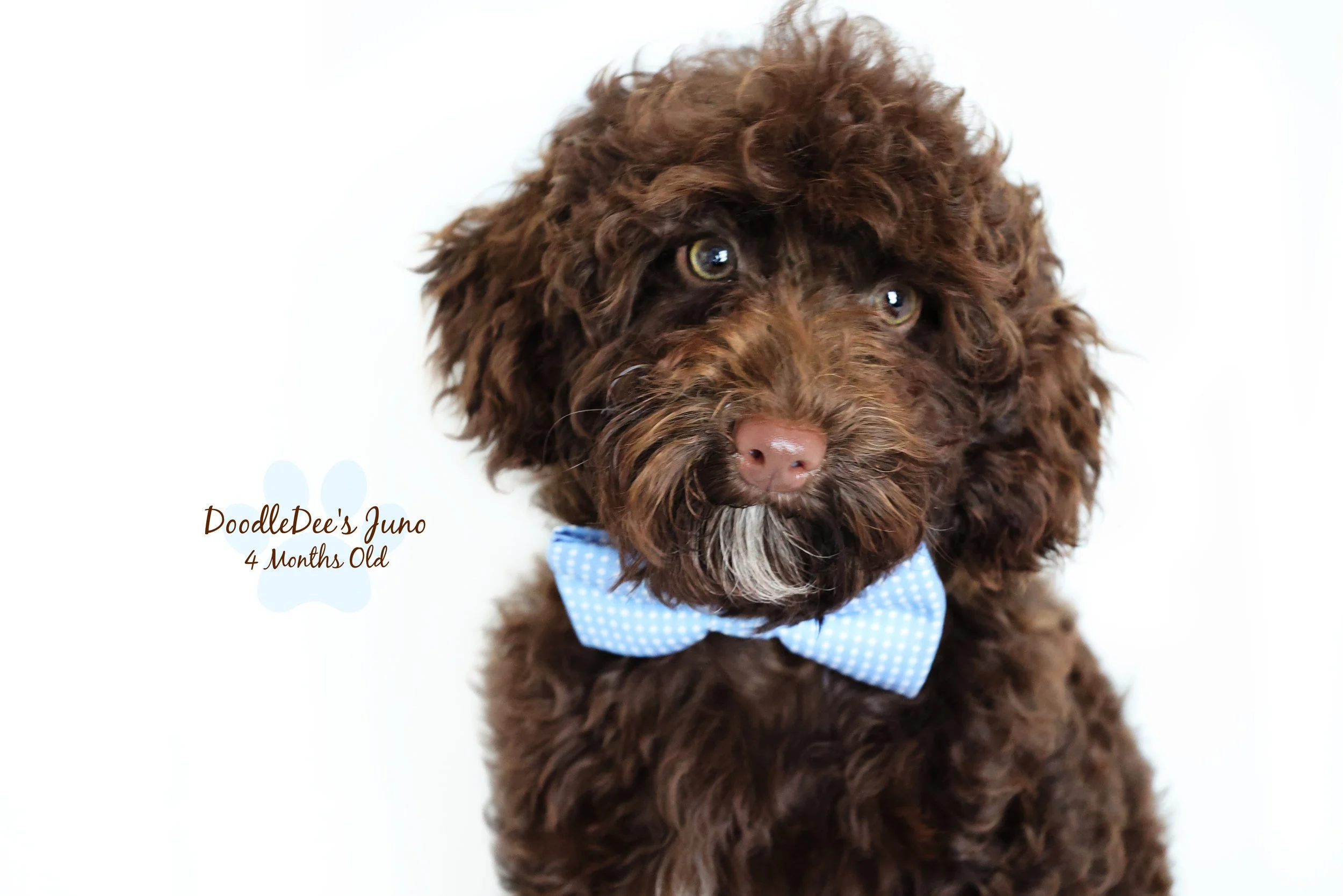 Micro Mini English Goldendoodle - 6 Lbs