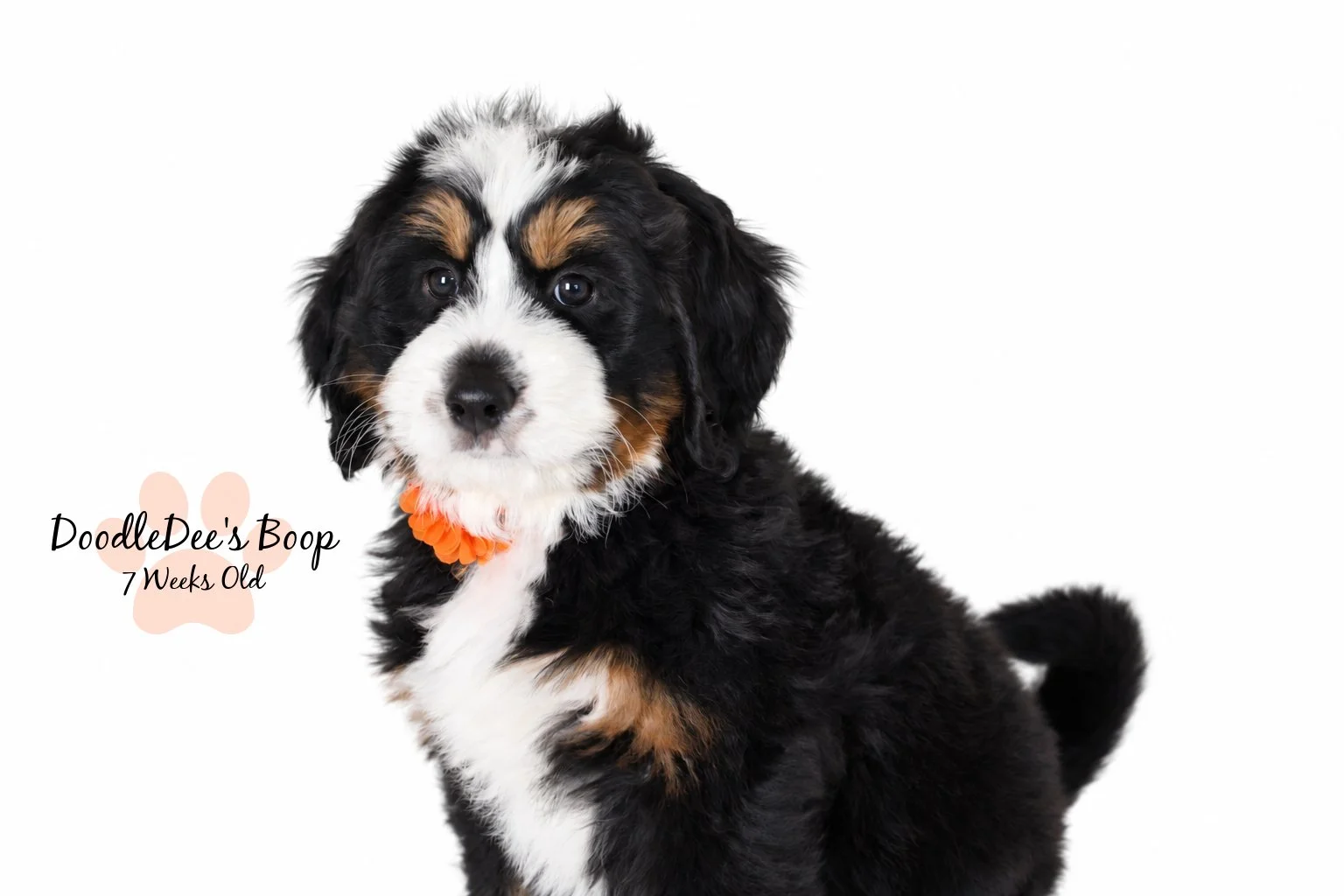 Medium Ultra Bernedoodle | Standard Ultra Bernedoodle 