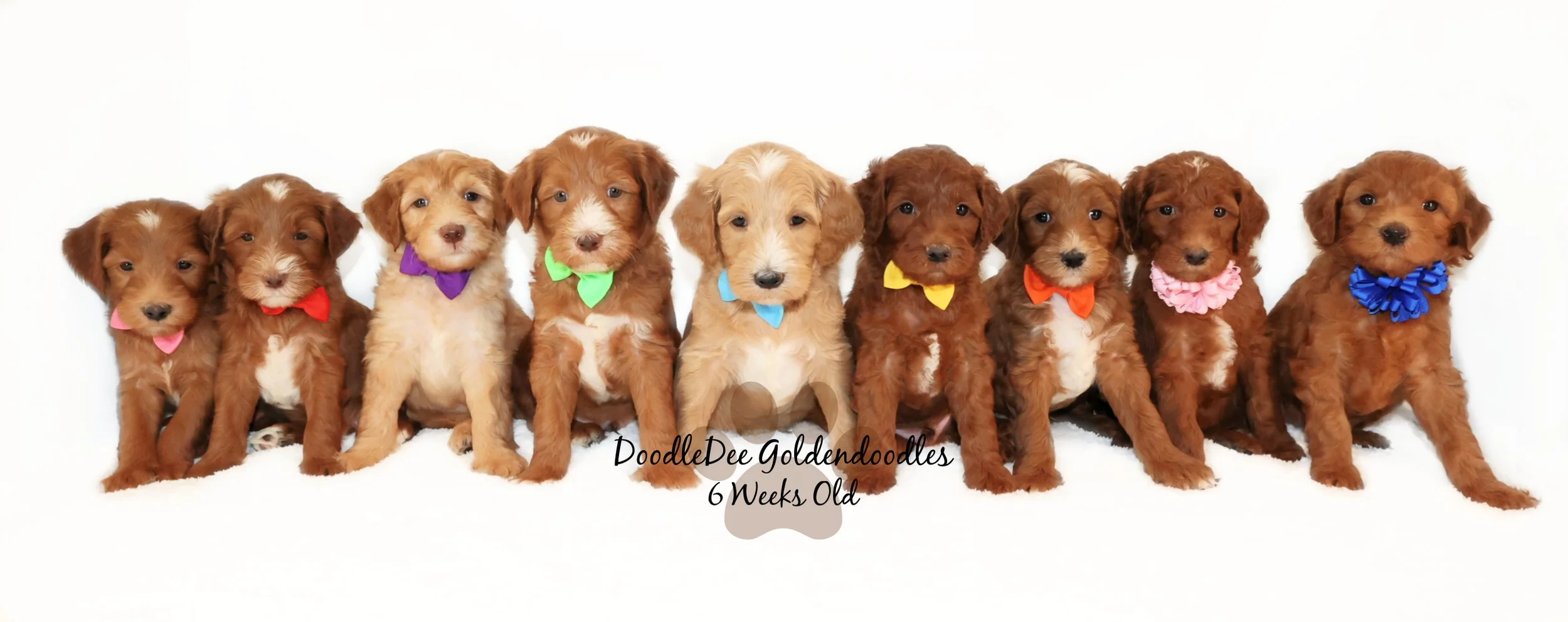 Ginger PAST Puppies