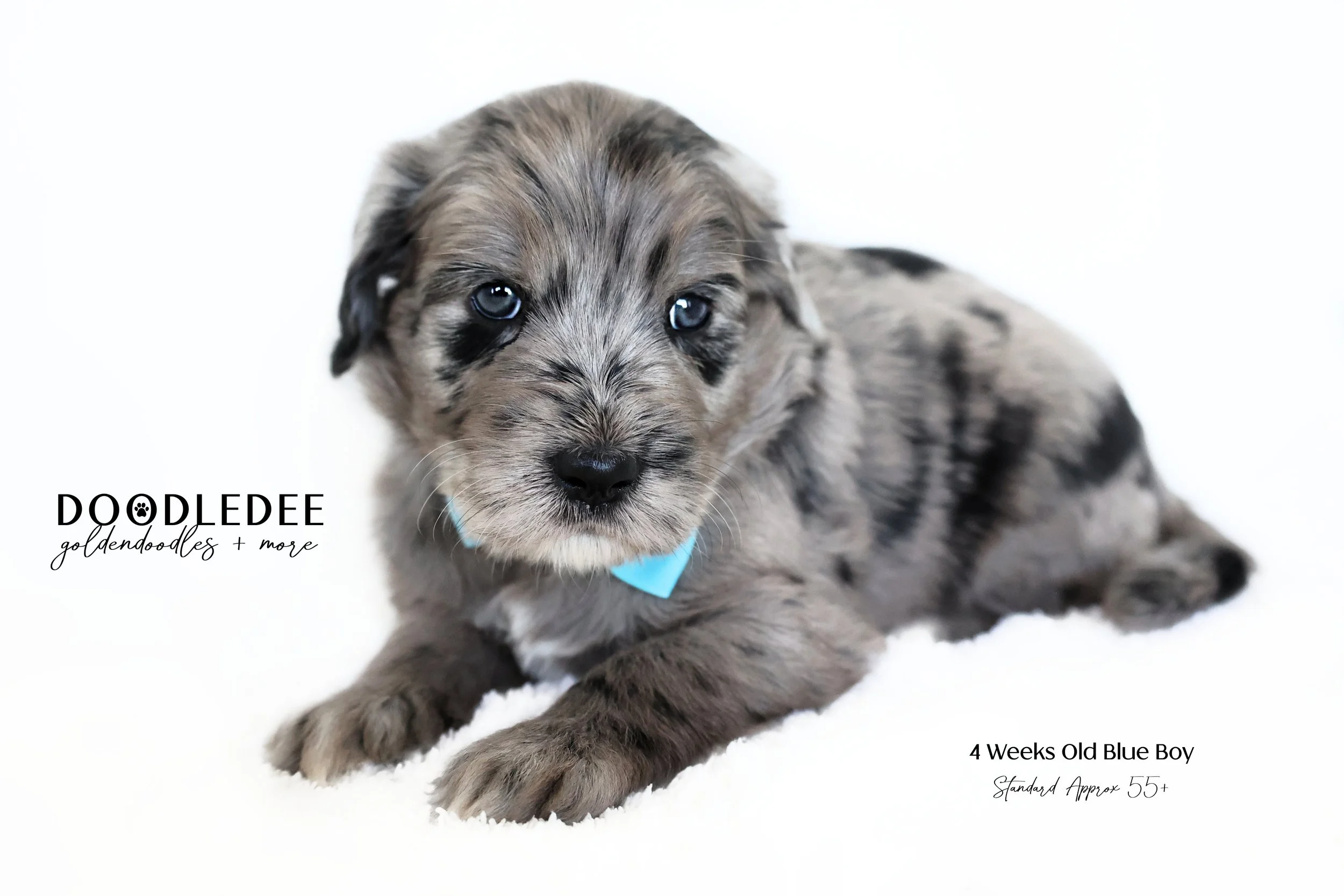 Standard English Goldendoodle SOLD