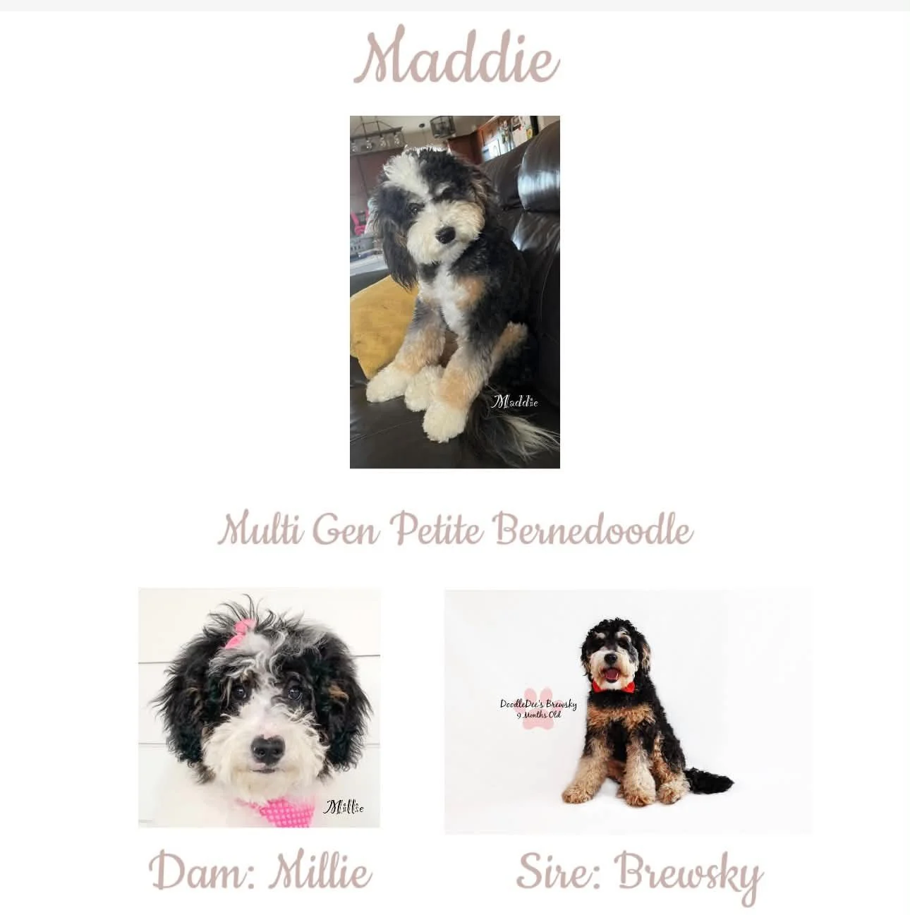 Maddie Parents