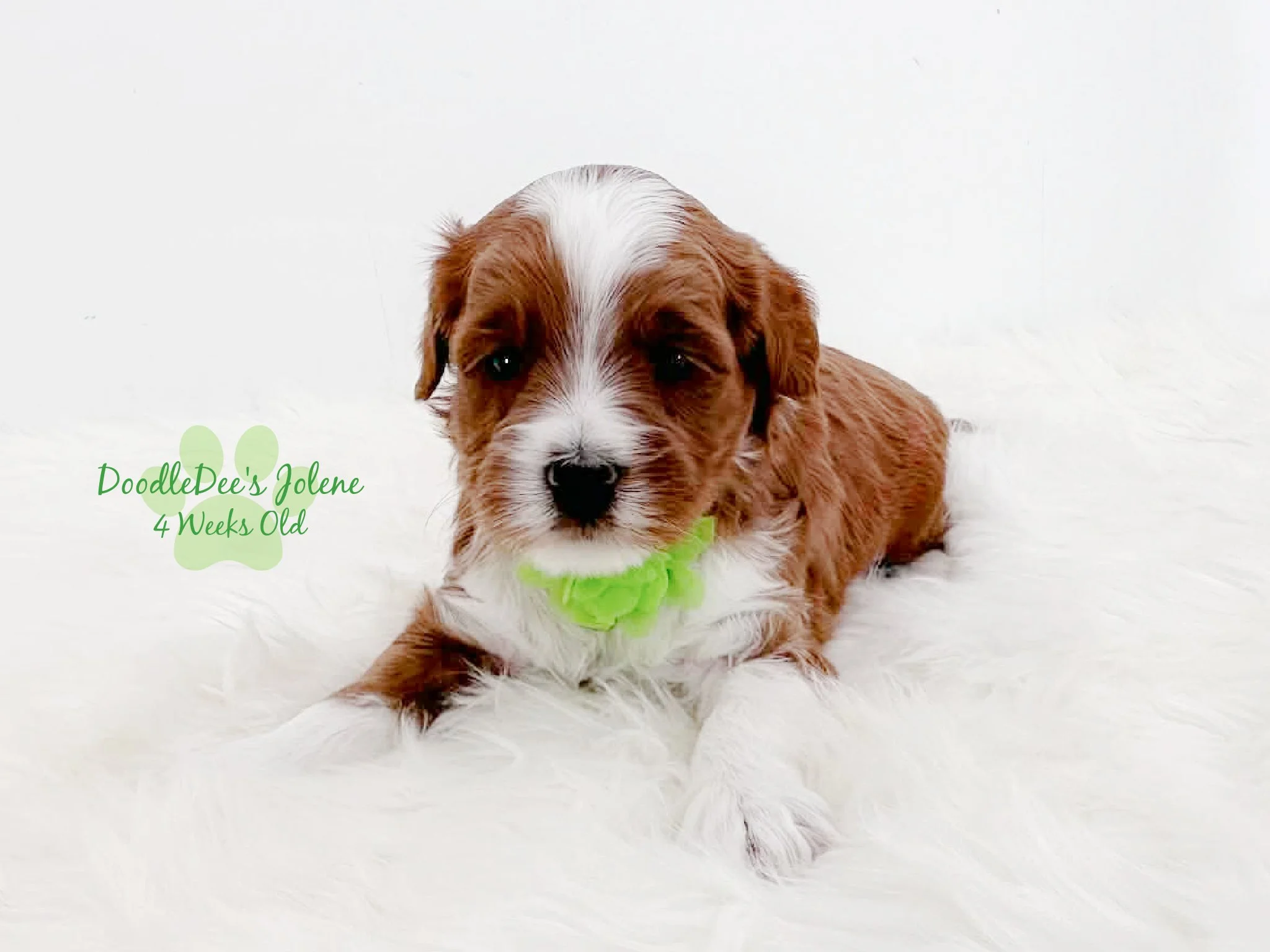 Petite English Goldendoodle