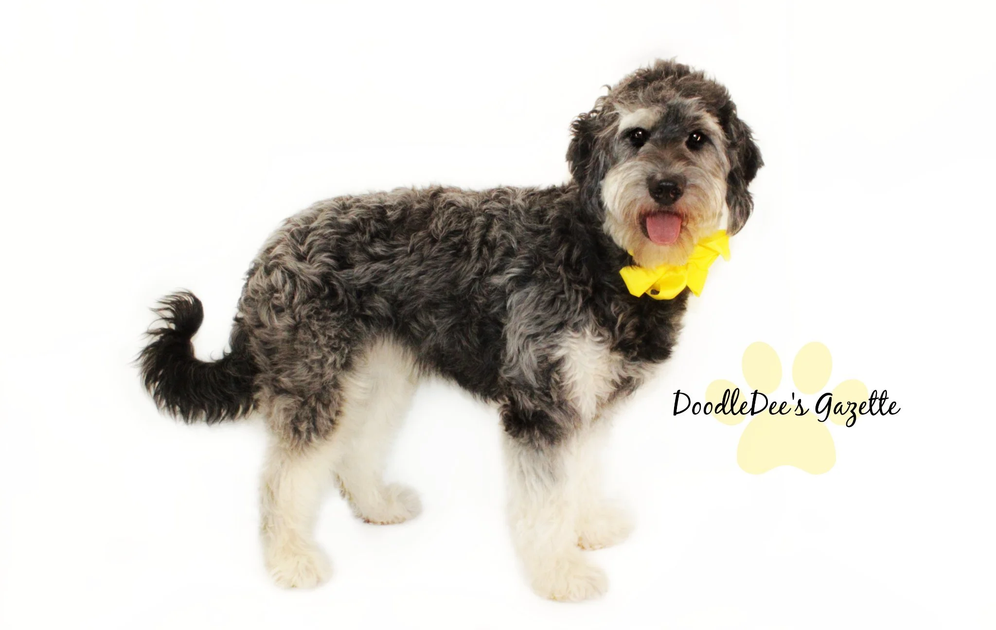 Gazette- F1 Medium English Goldendoodle 45#