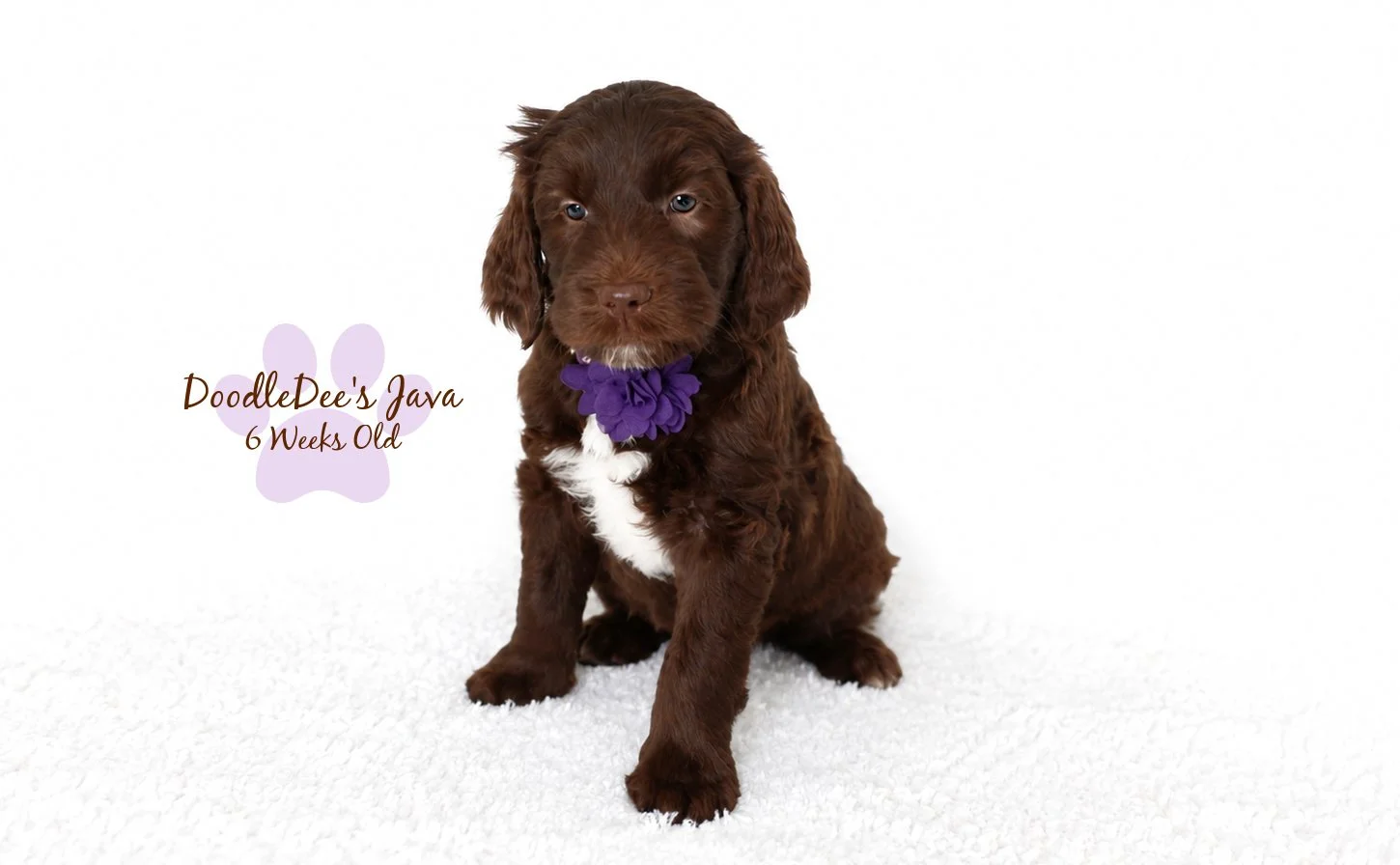 Medium English Goldendoodle