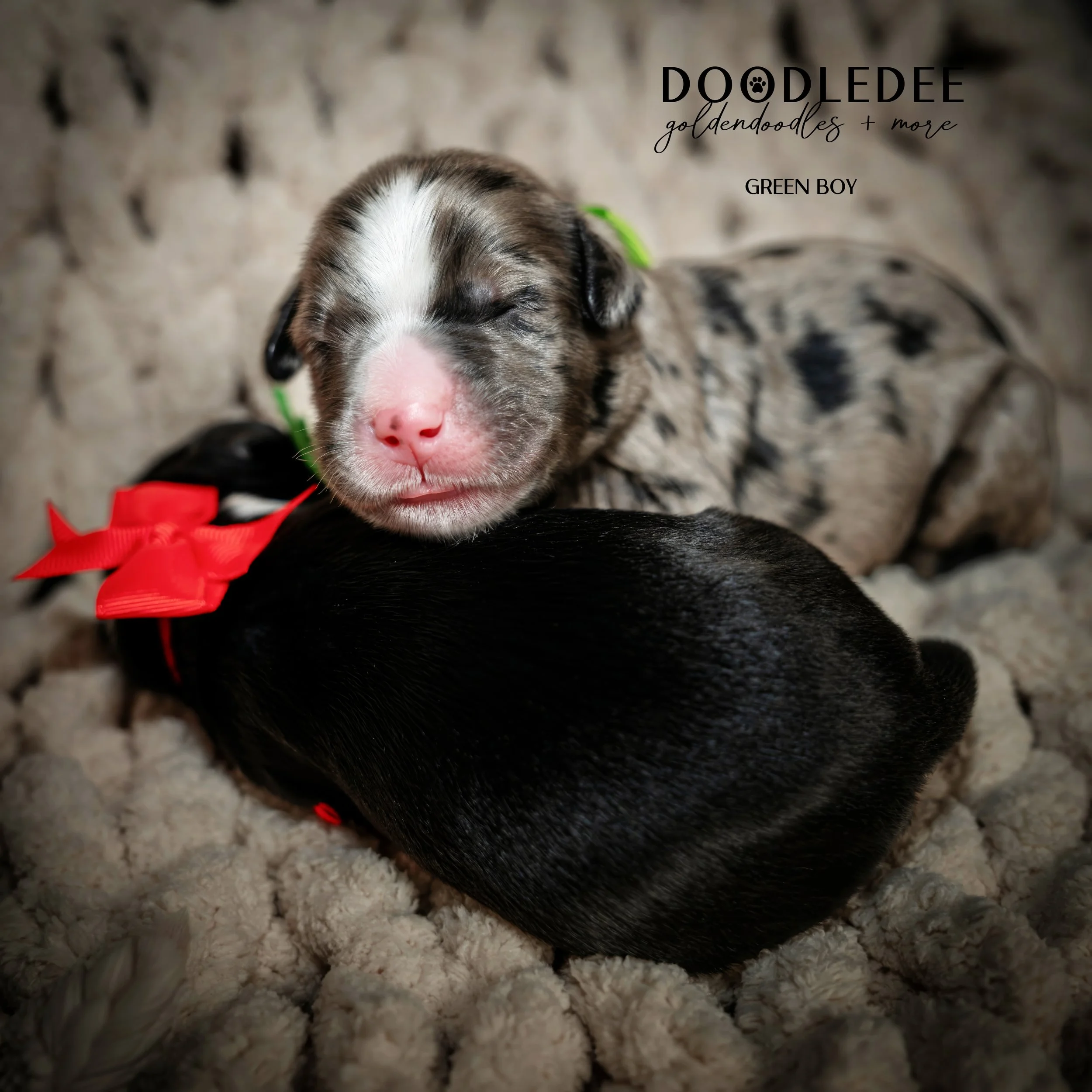 Merle Bernedoodle puppies