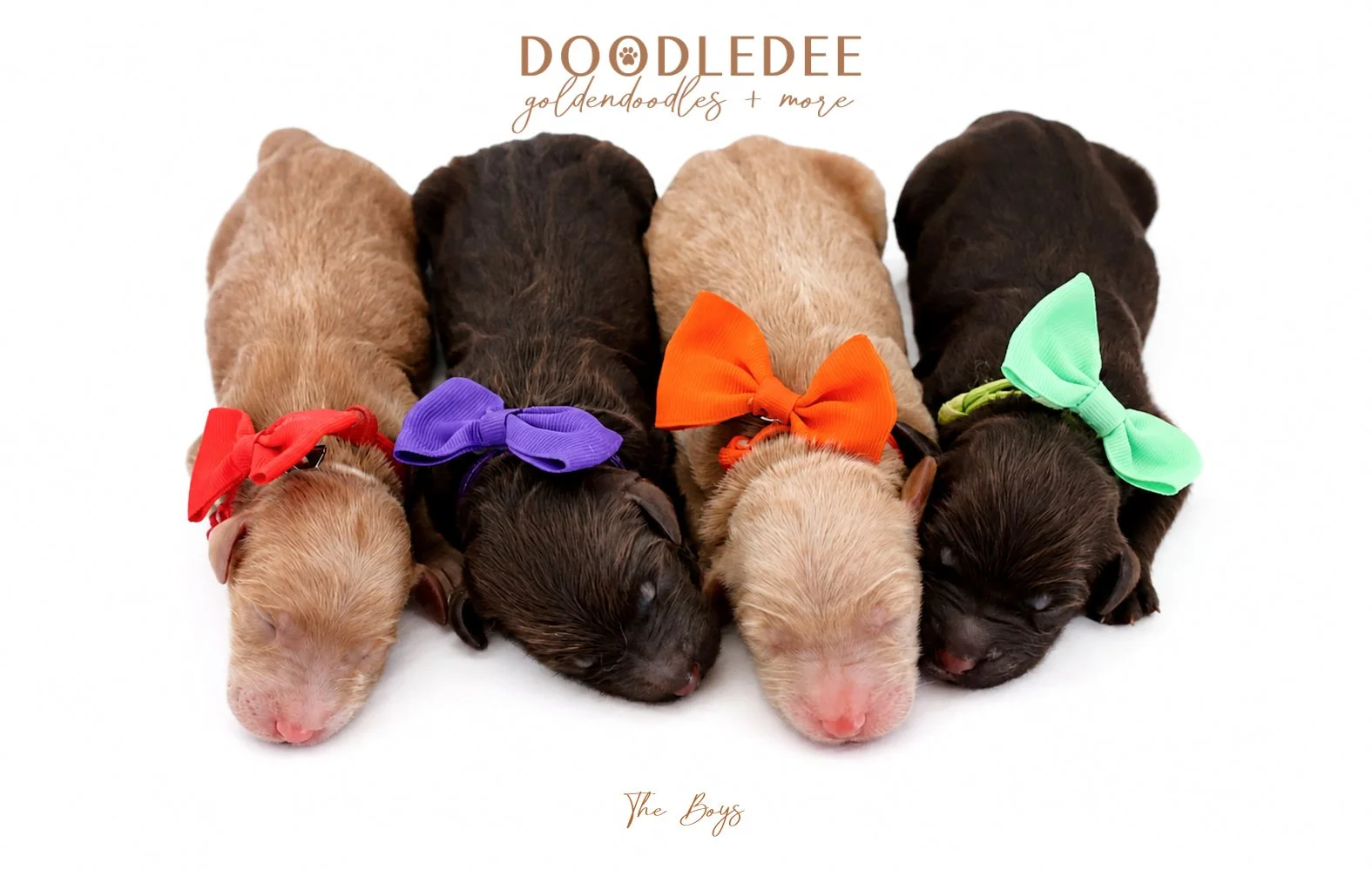 Medium English Goldendoodles, Standard English Goldendoodles