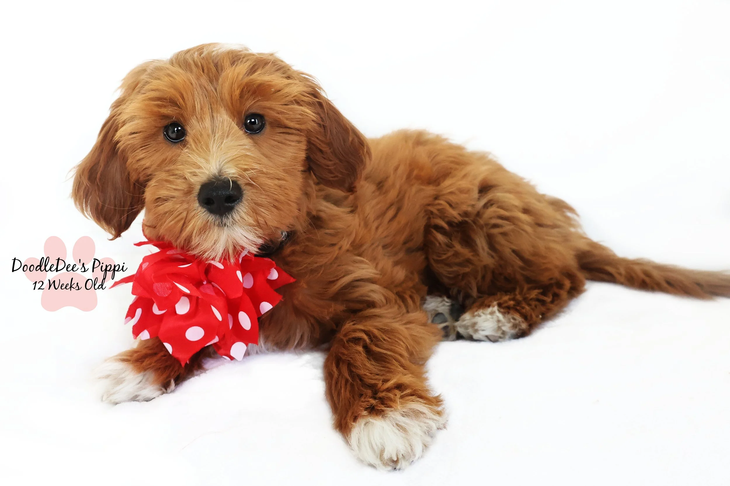 Petite Red English Goldendoodle