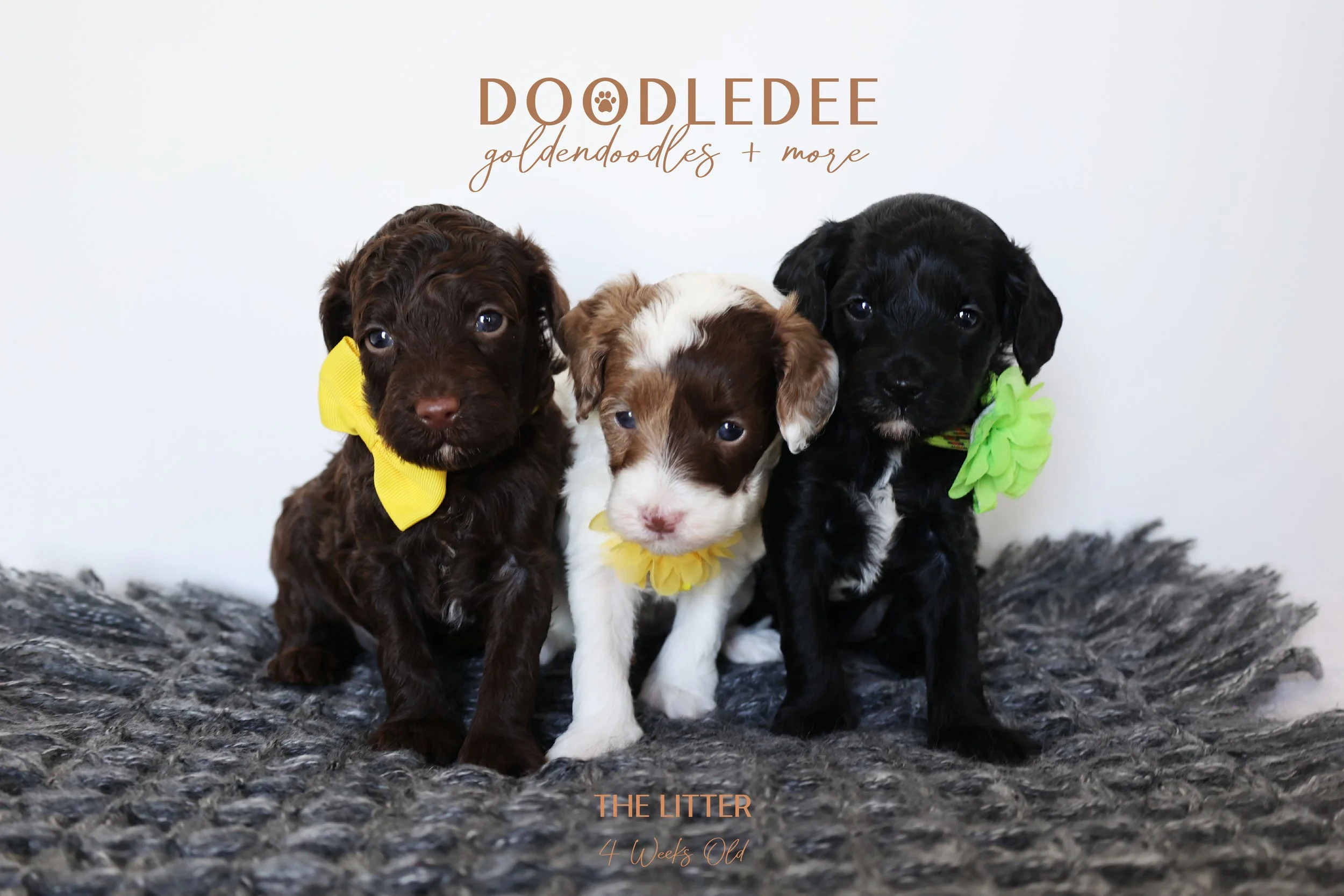 Micro Mini English Goldendoodle