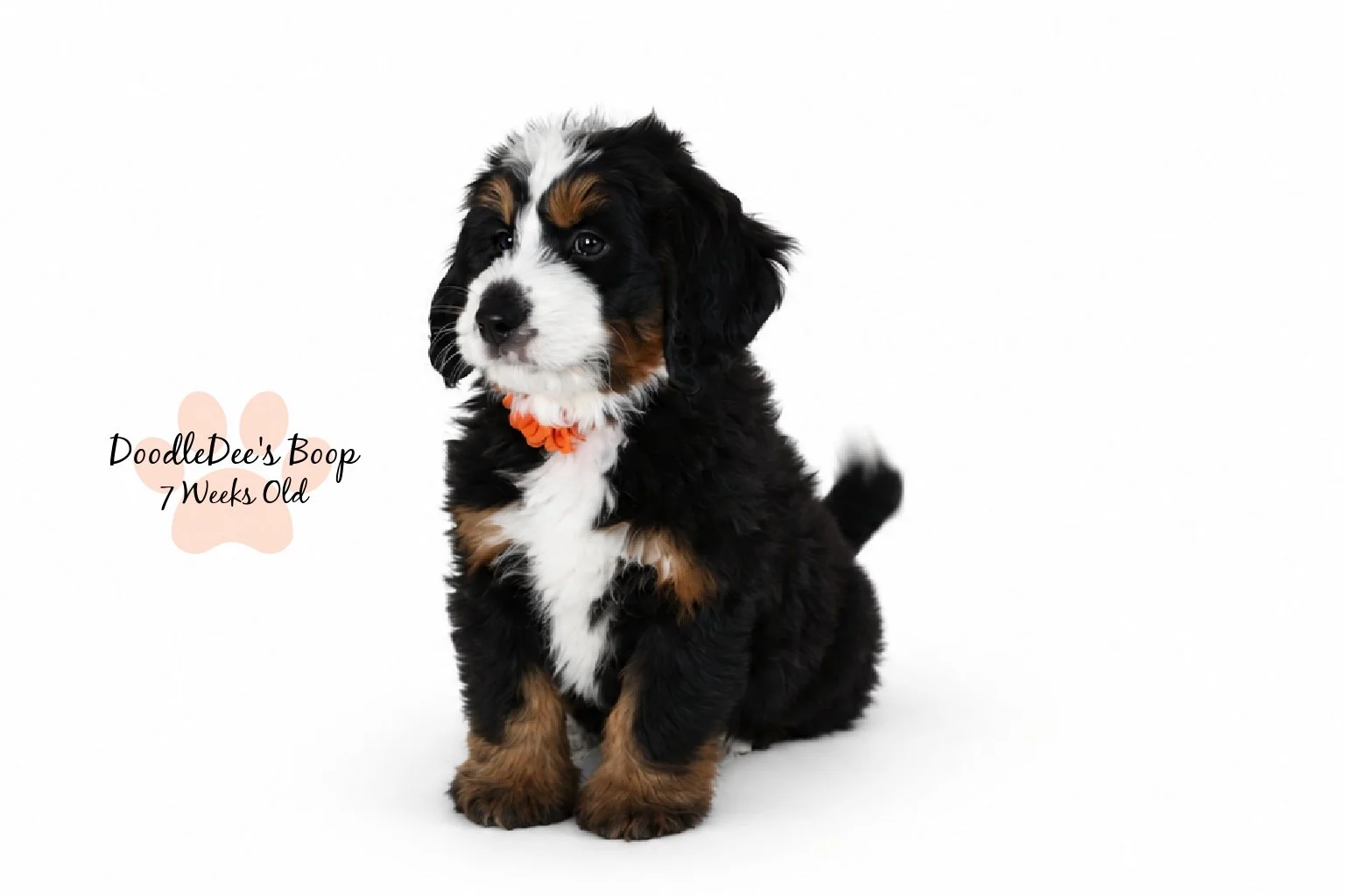 Medium Ultra Bernedoodle | Standard Ultra Bernedoodle 