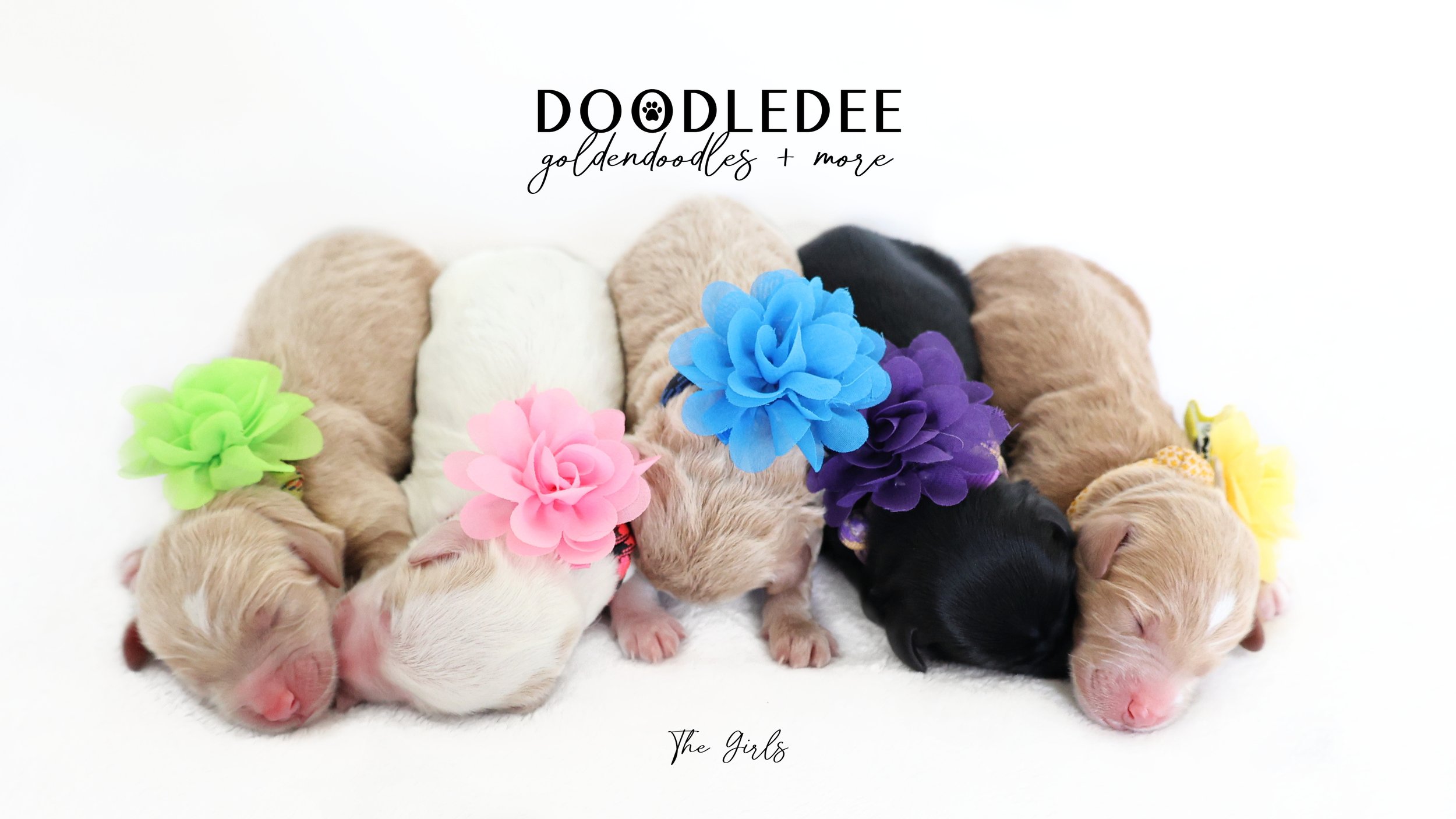 English Goldendoodle Puppies