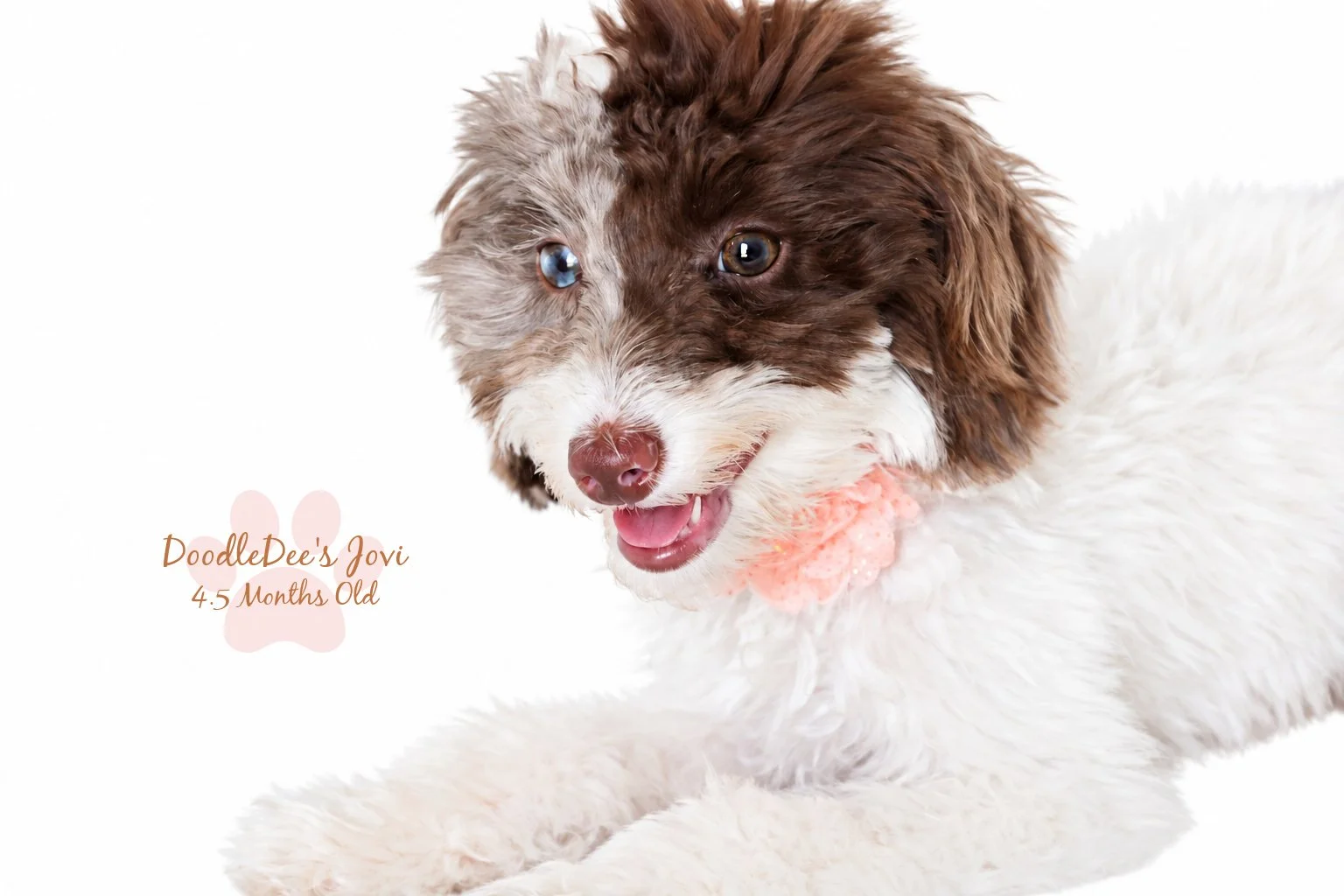 Micro Mini English Goldendoodle | 4.5 months Old 5.4 lbs