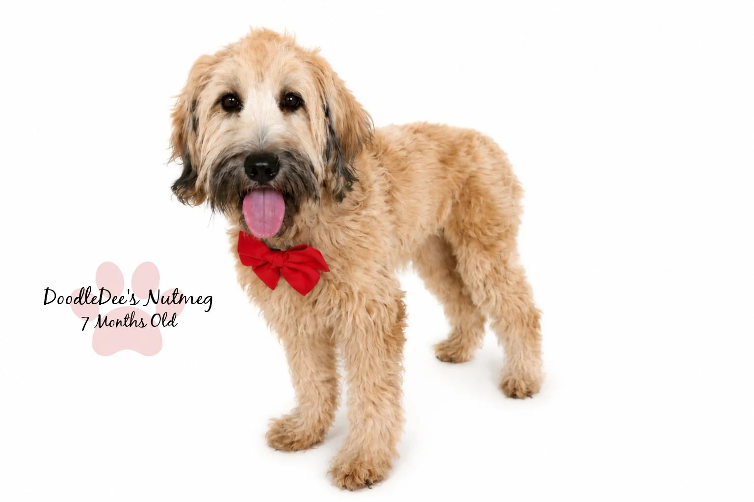 Petite Sable English Goldendoodle 23#