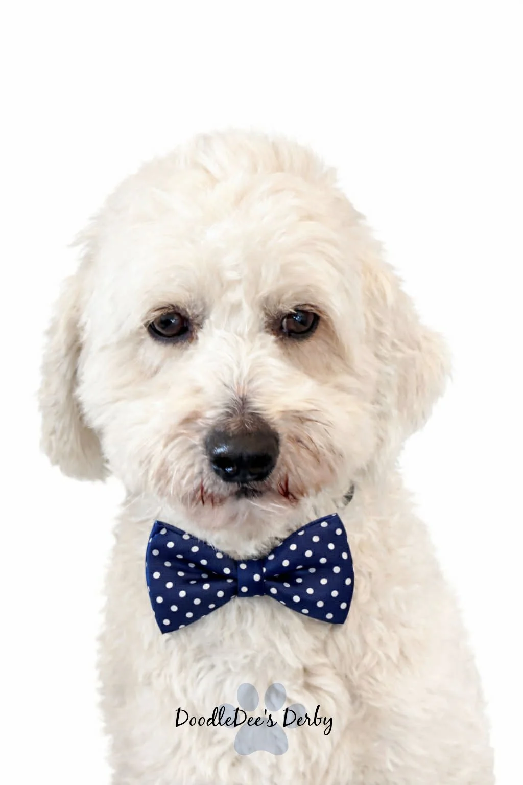 Mini English Goldendoodle Stud