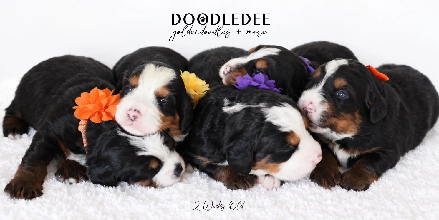 Mini Bernedoodle | Medium Bernedoodle | Standard Bernedoodle