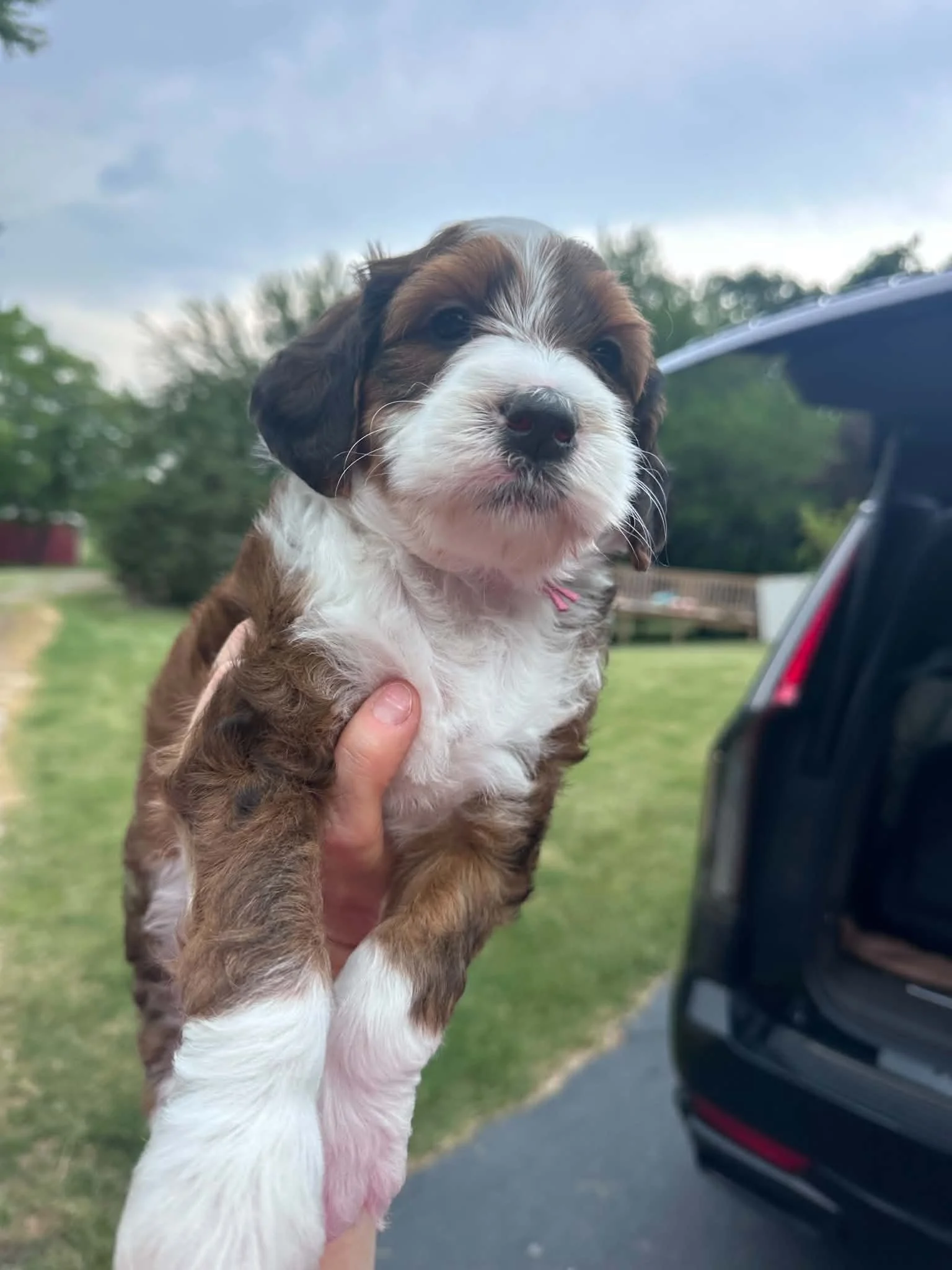 Sable Bernedoodle- Buttons 5 Weeks Old