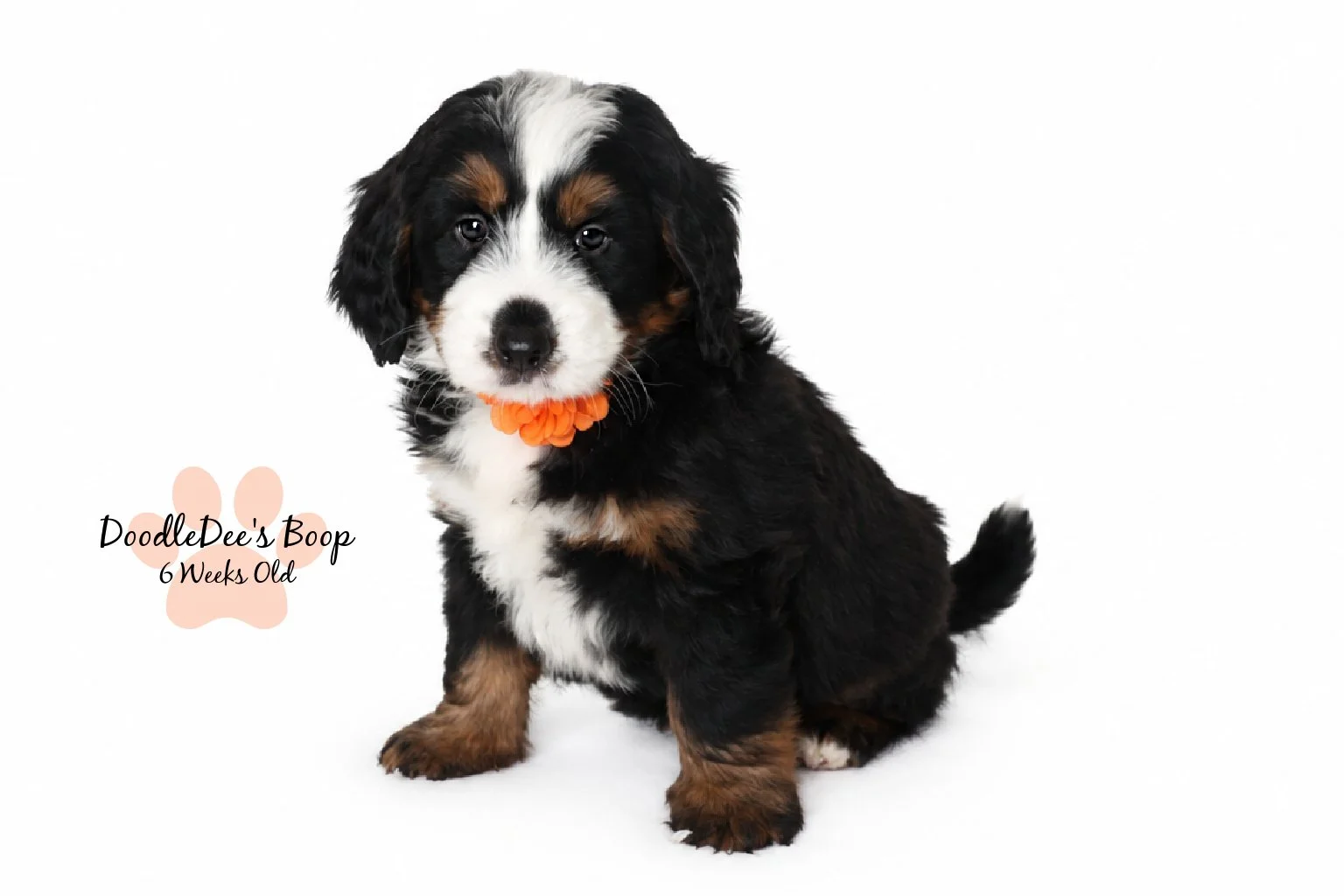Medium Ultra Bernedoodle | Standard Ultra Bernedoodle 