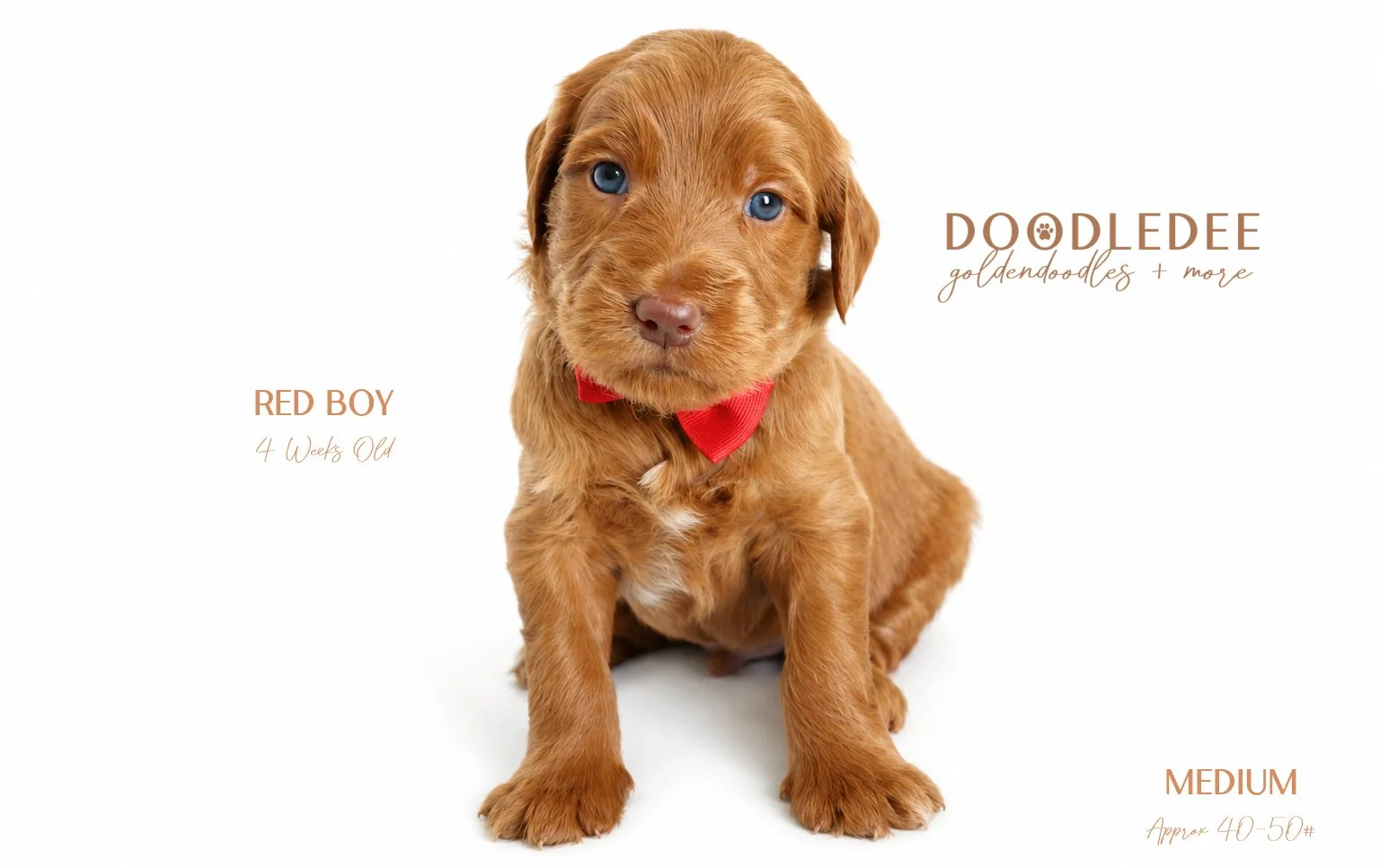 Medium English Goldendoodle $3,000