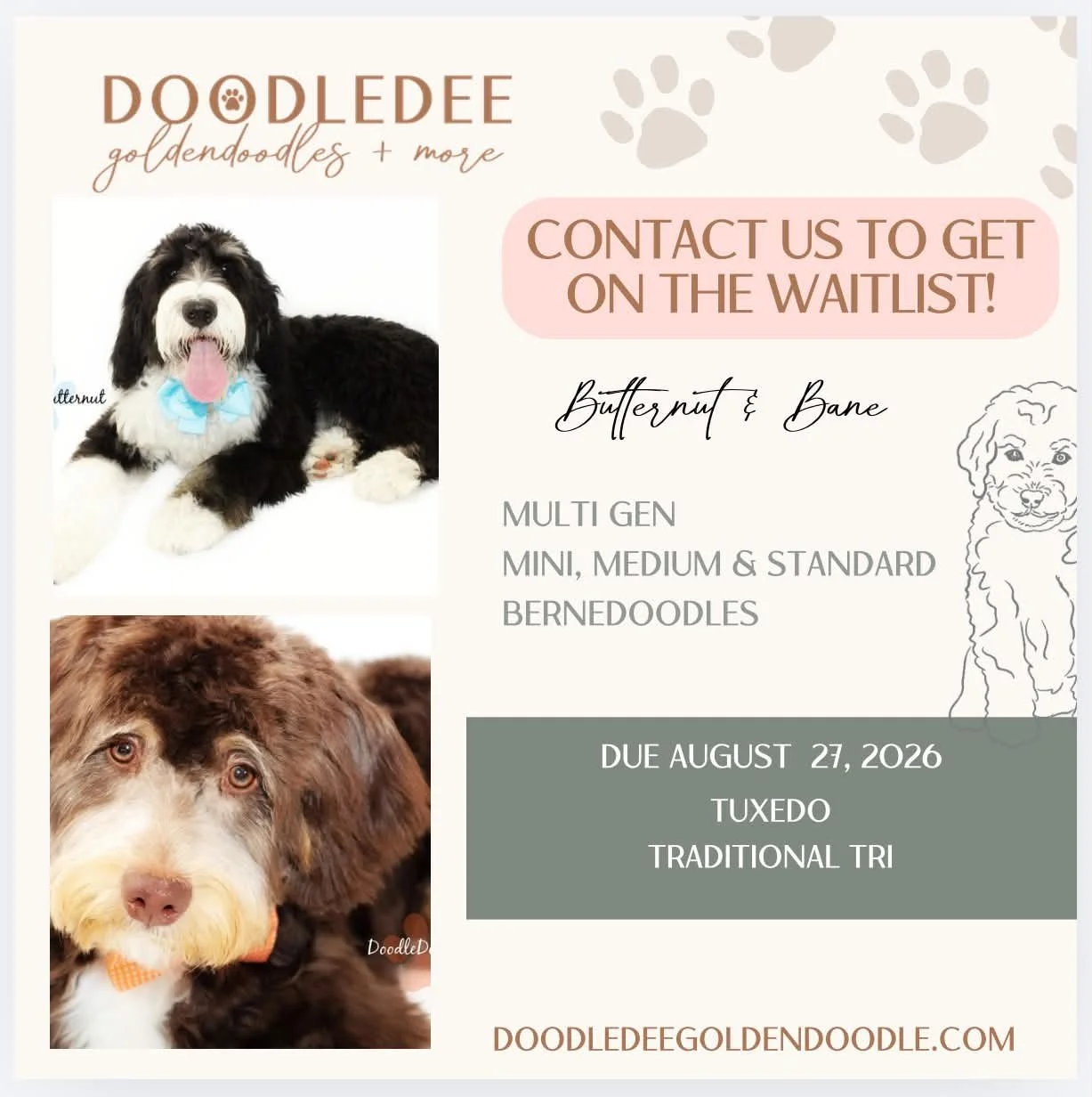 Bernedoodle Puppies For Sale