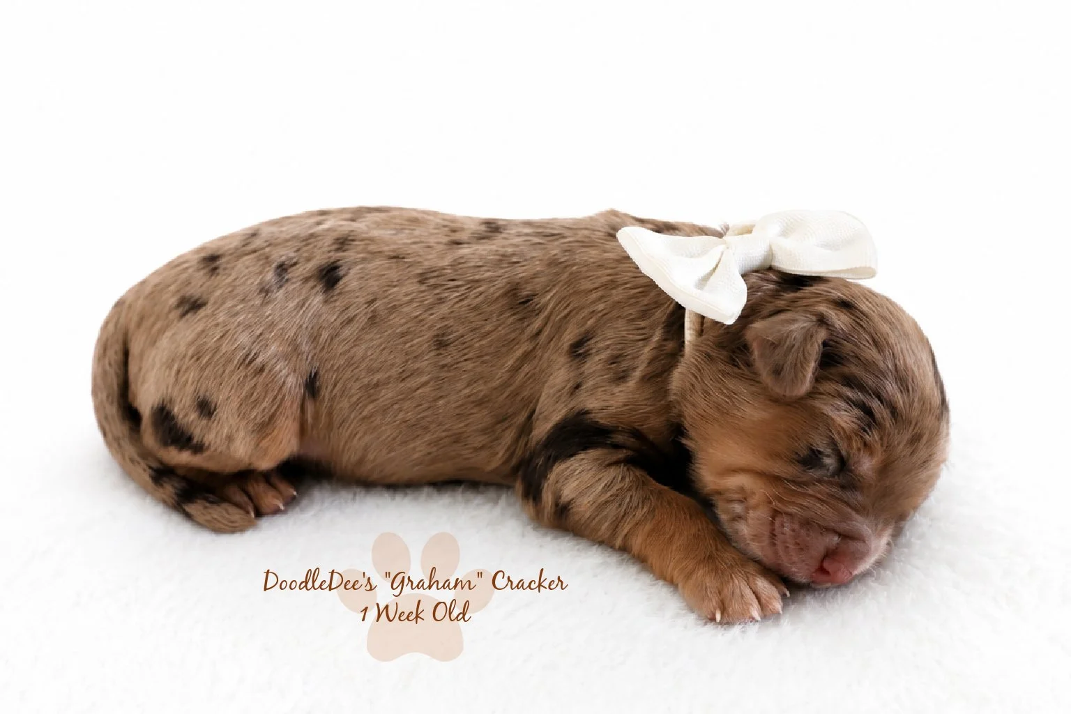 Petite Chocolate Phantom Merle English Goldendoodle