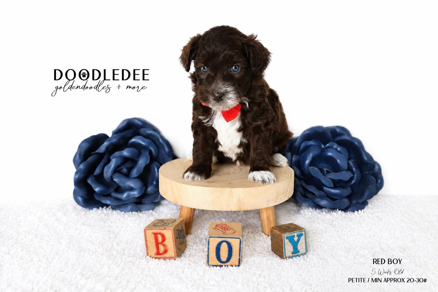 Petite/ Mini English Goldendoodle Male AVAILABLE $3,500
