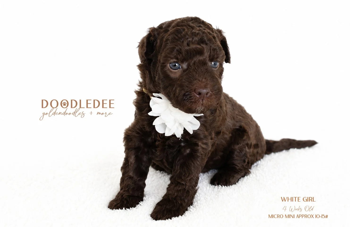 Micro Mini English Goldendoodle Female AVAILABLE $3,500