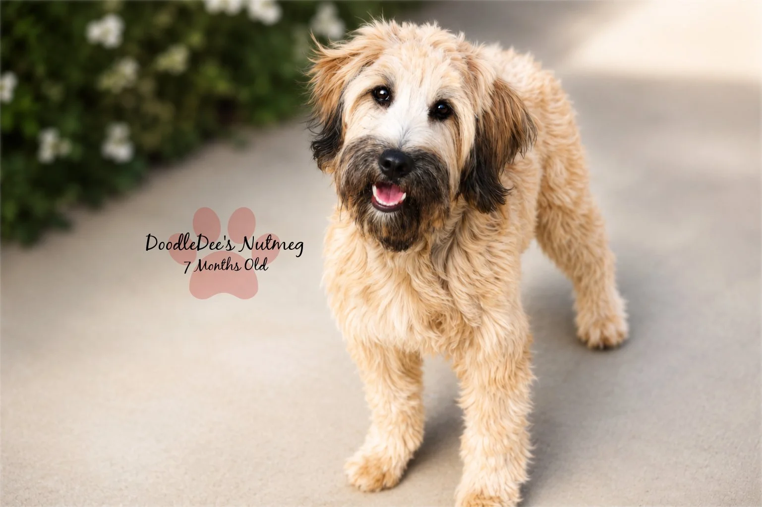 Petite Sable English Goldendoodle 23#