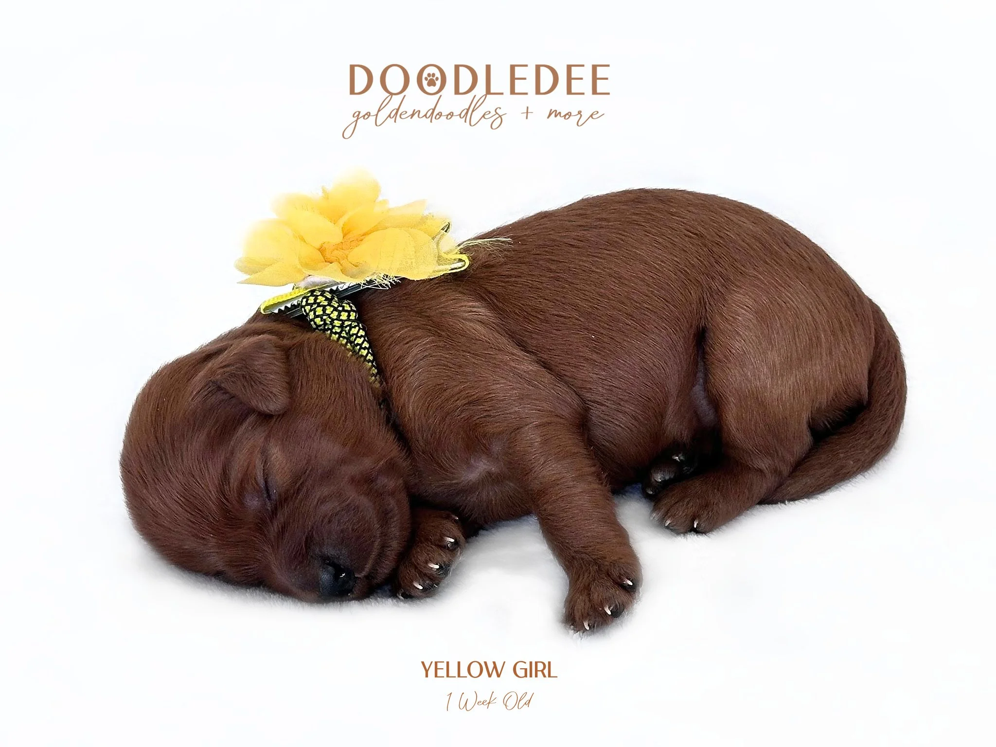 English Goldendoodle Puppies