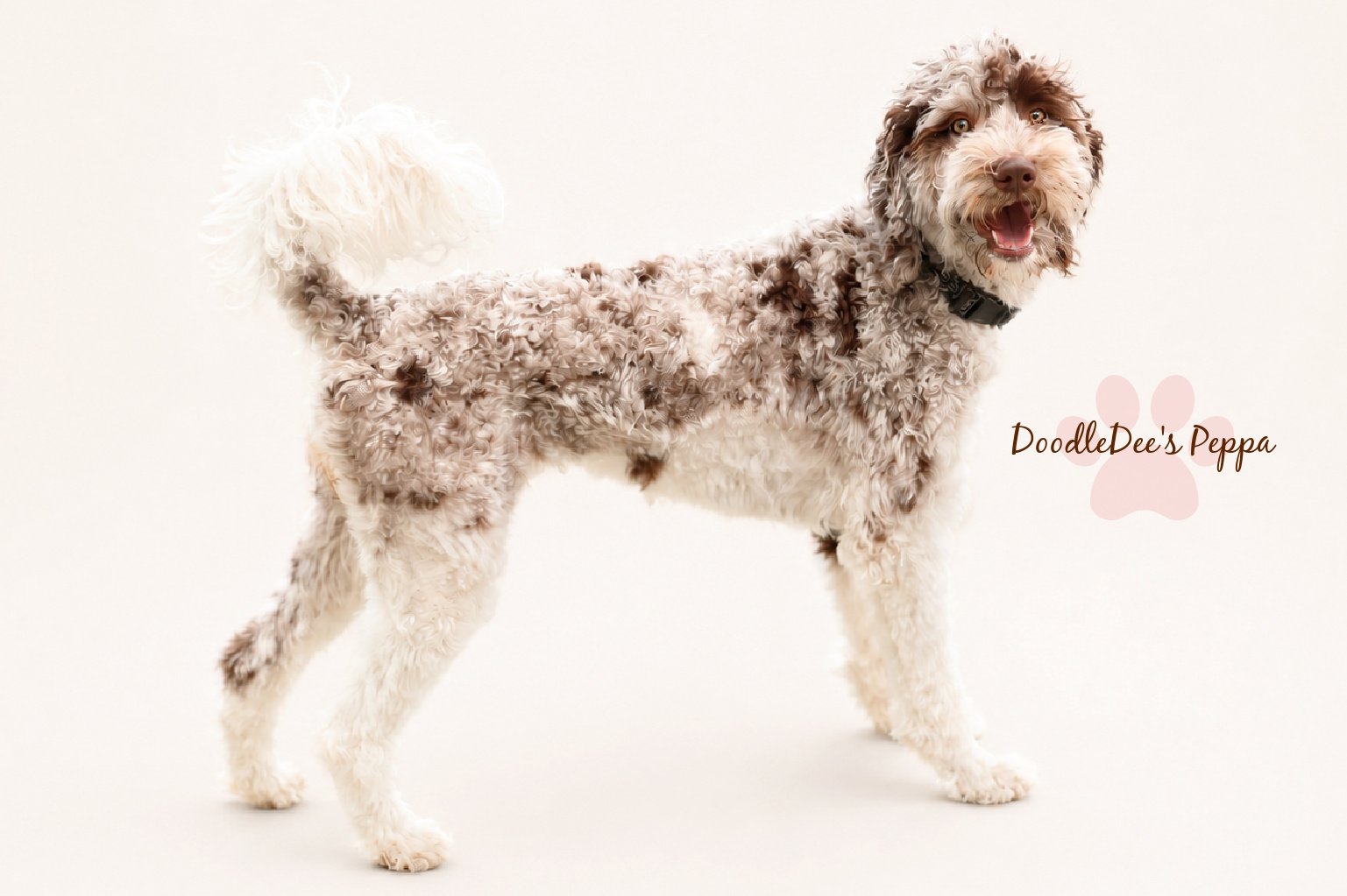 Chocolate Merle English Goldendoodle