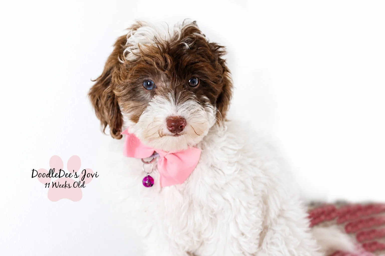 Micro Mini English Goldendoodle