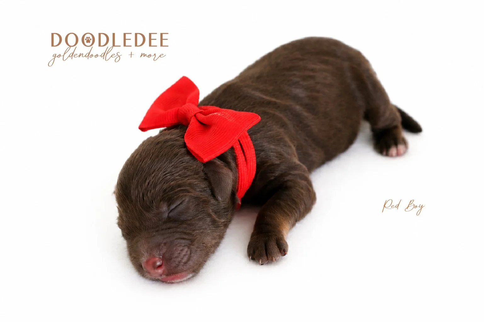 Petite English Goldendoodles