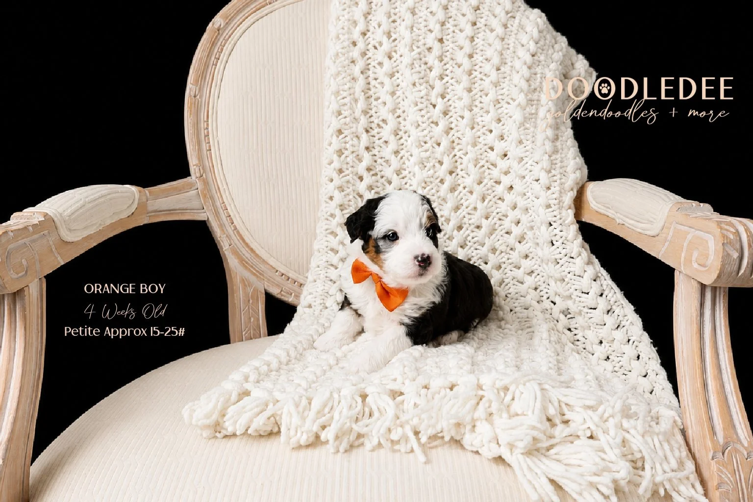 Petite Bernedoodle SOLD