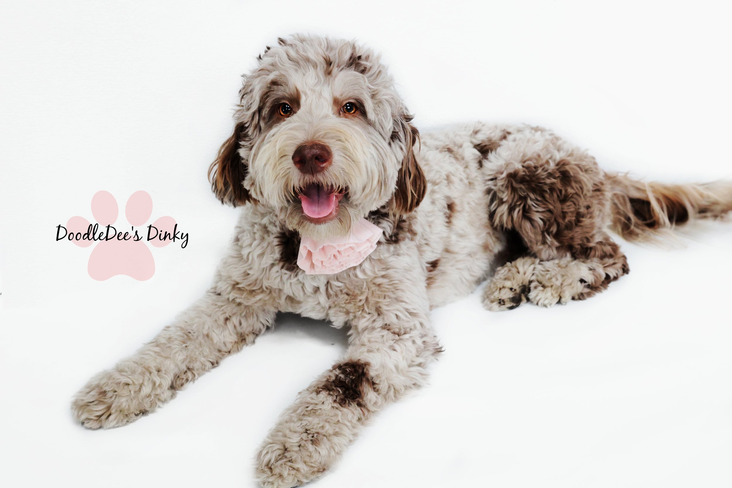 Chocolate Merle English Goldendoodle