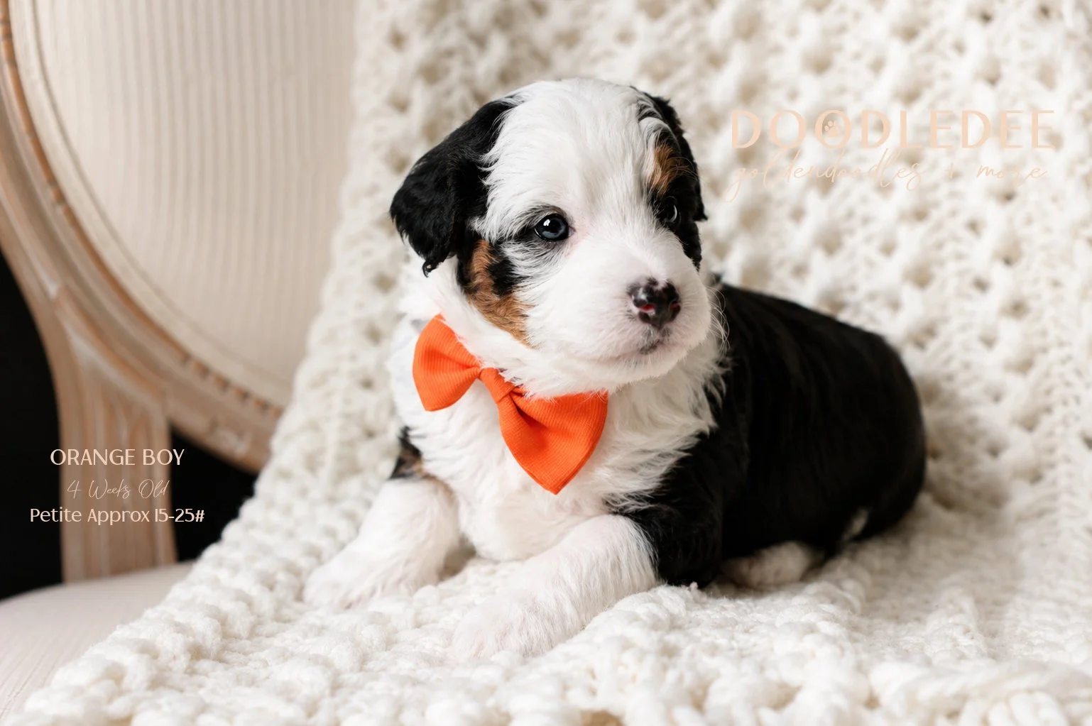 Health Tested Bernedoodle Puppies