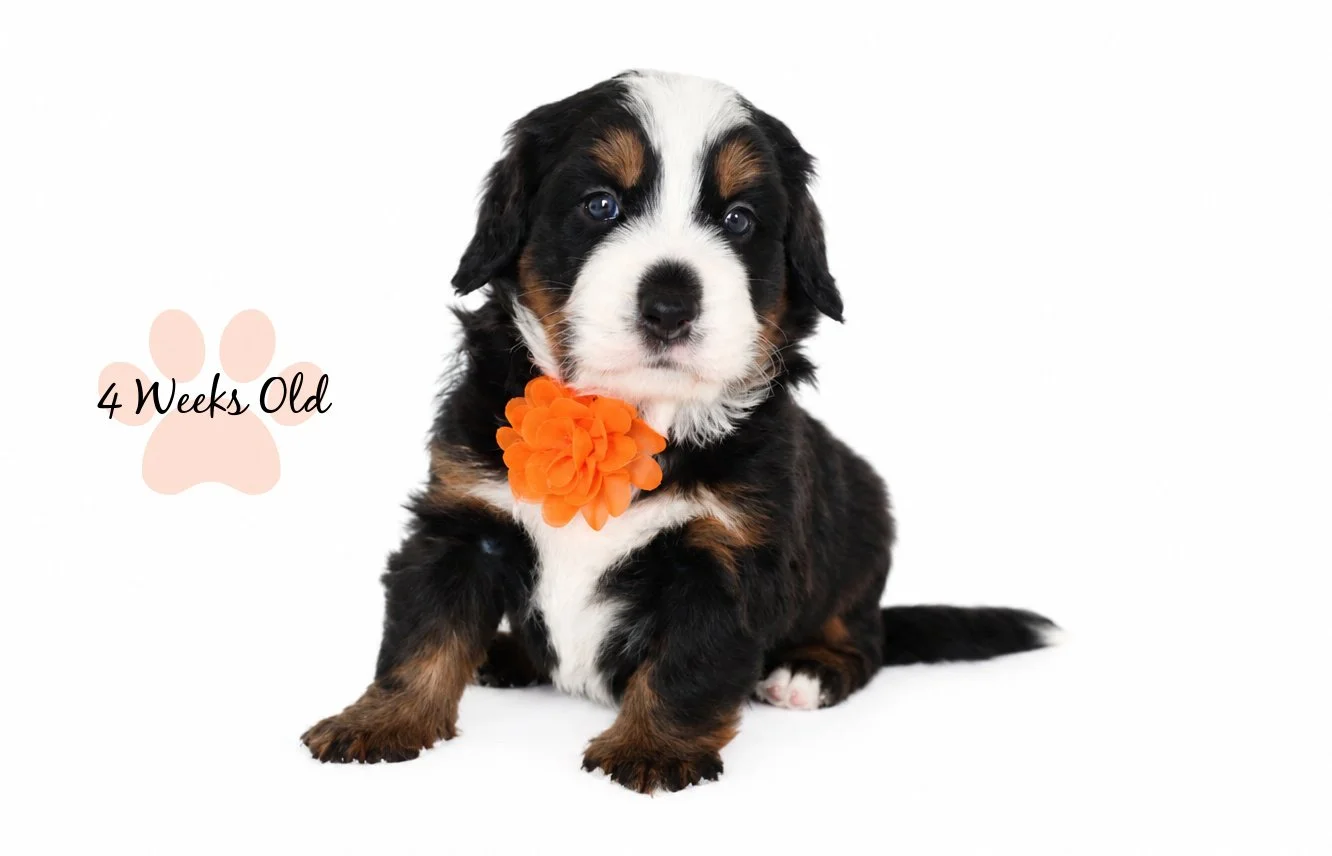Medium Ultra Bernedoodle | Standard Ultra Bernedoodle 