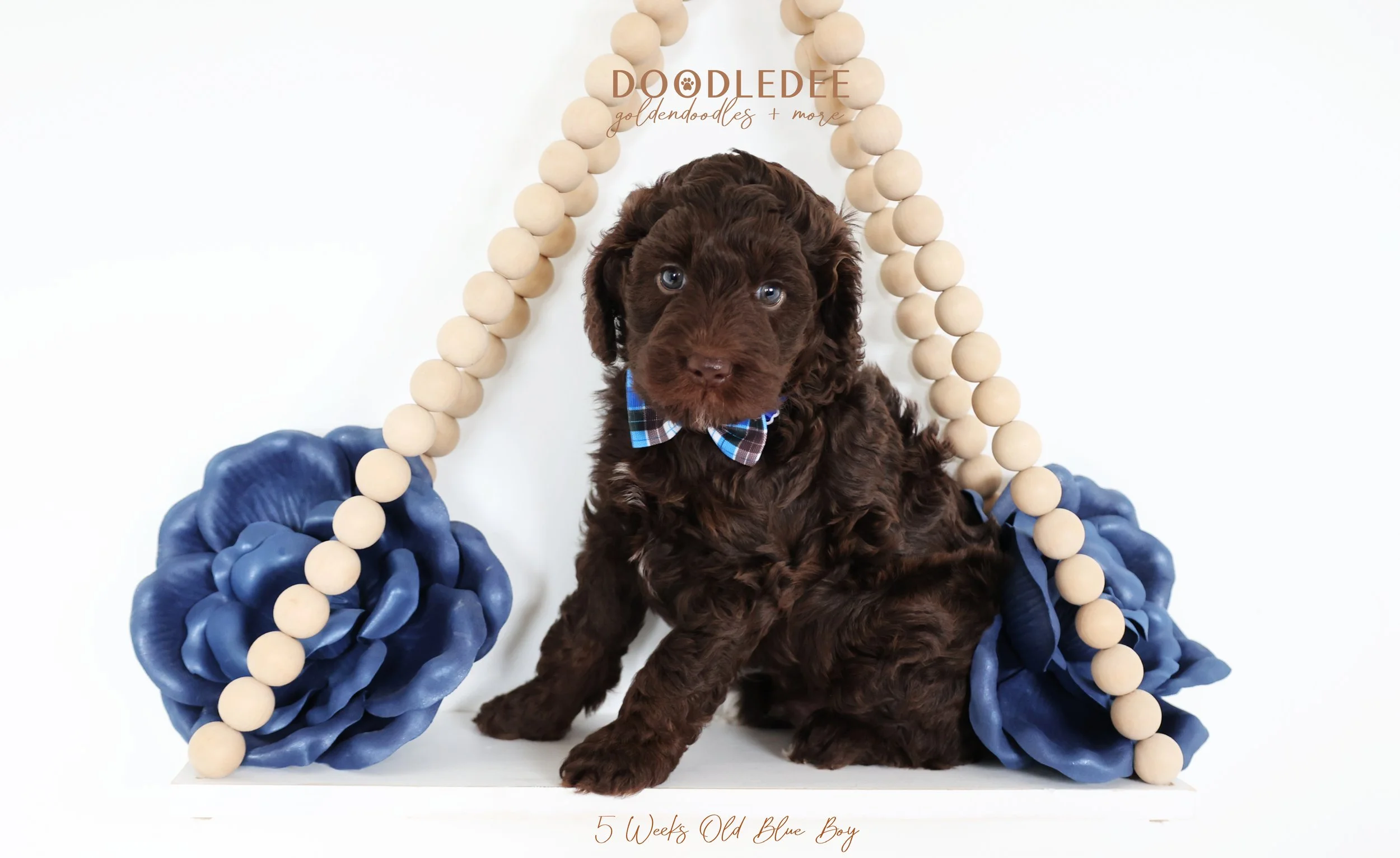 English Goldendoodle Puppies - Dulce