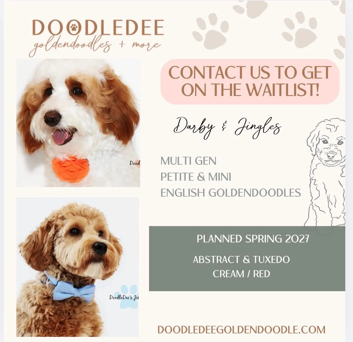 Petite English Goldendoodle Puppies | Mini English Goldendoodle Puppies