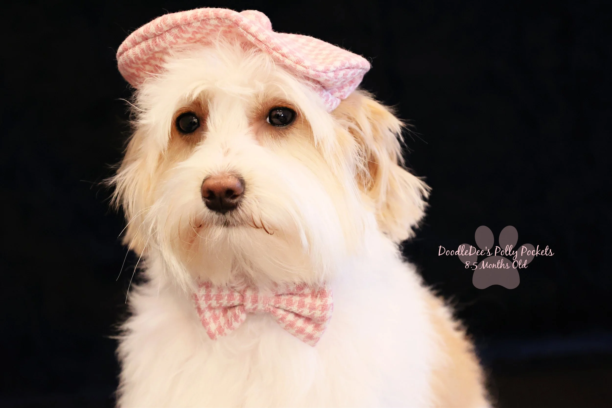 Micro Mini Bernedoodle - 10# and 13 Inches