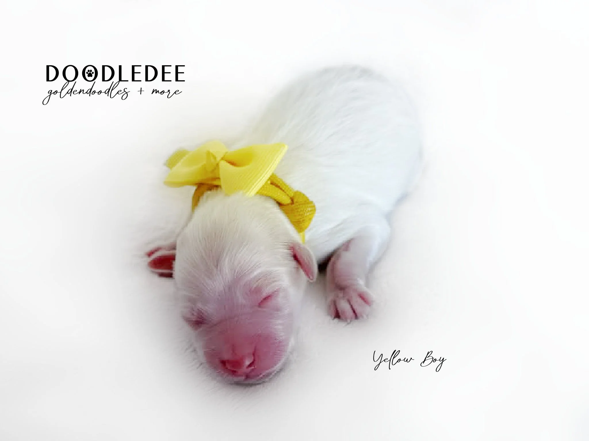 English Goldendoodle Puppies