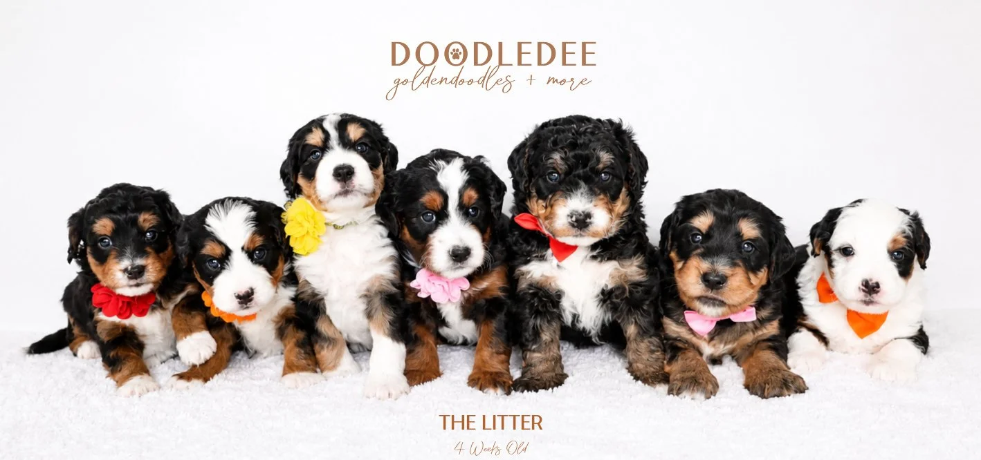 Mini Bernedoodle Puppies SOLD