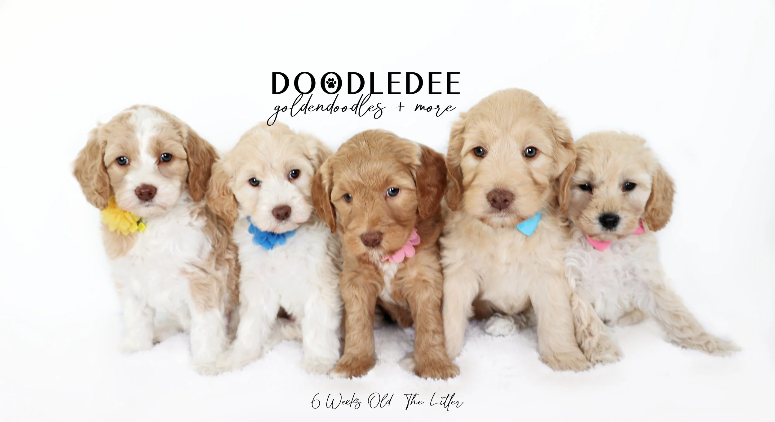 Diva PAST Puppies