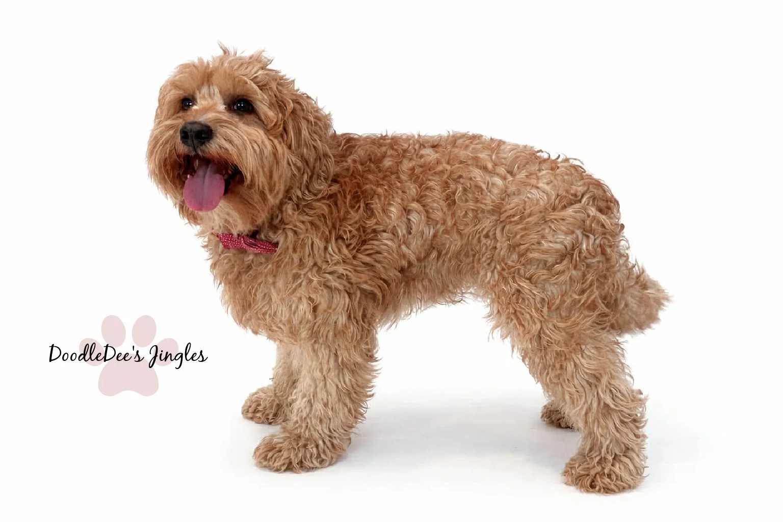 Mini English Goldendoodle Stud