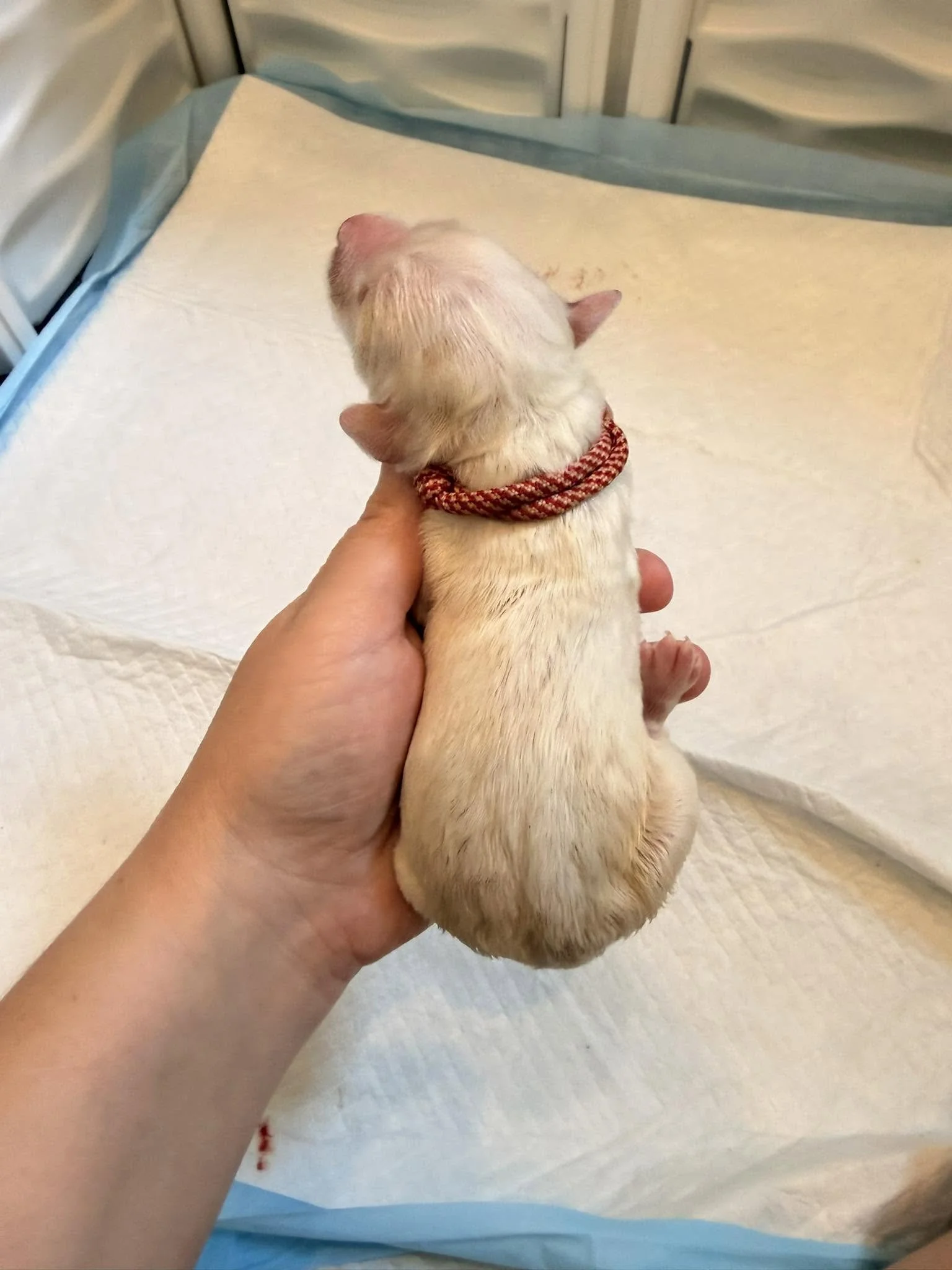 Mini Englsih Goldendoodle Female #2