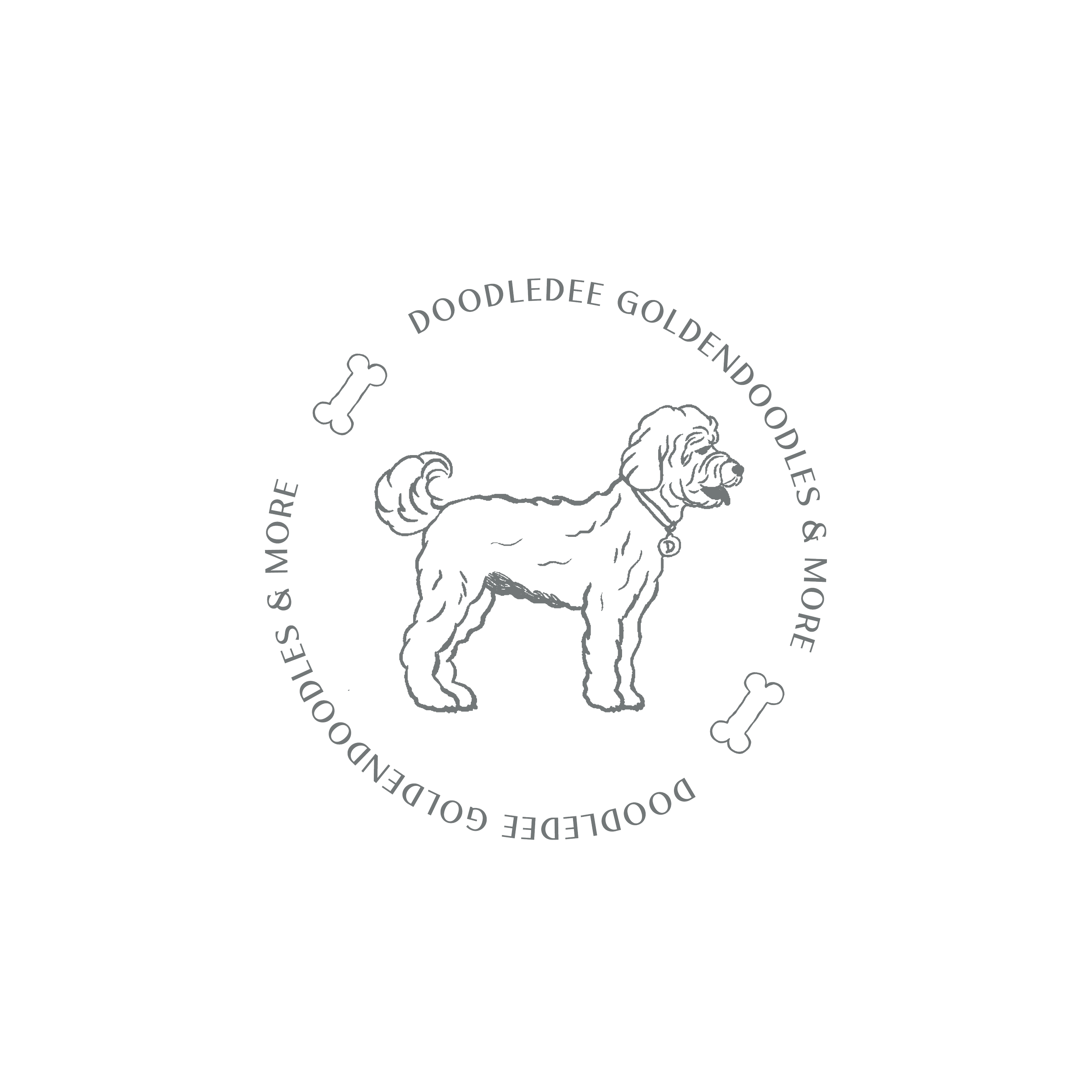 English Goldendoodle Puppies | Bernedoodle Puppies
