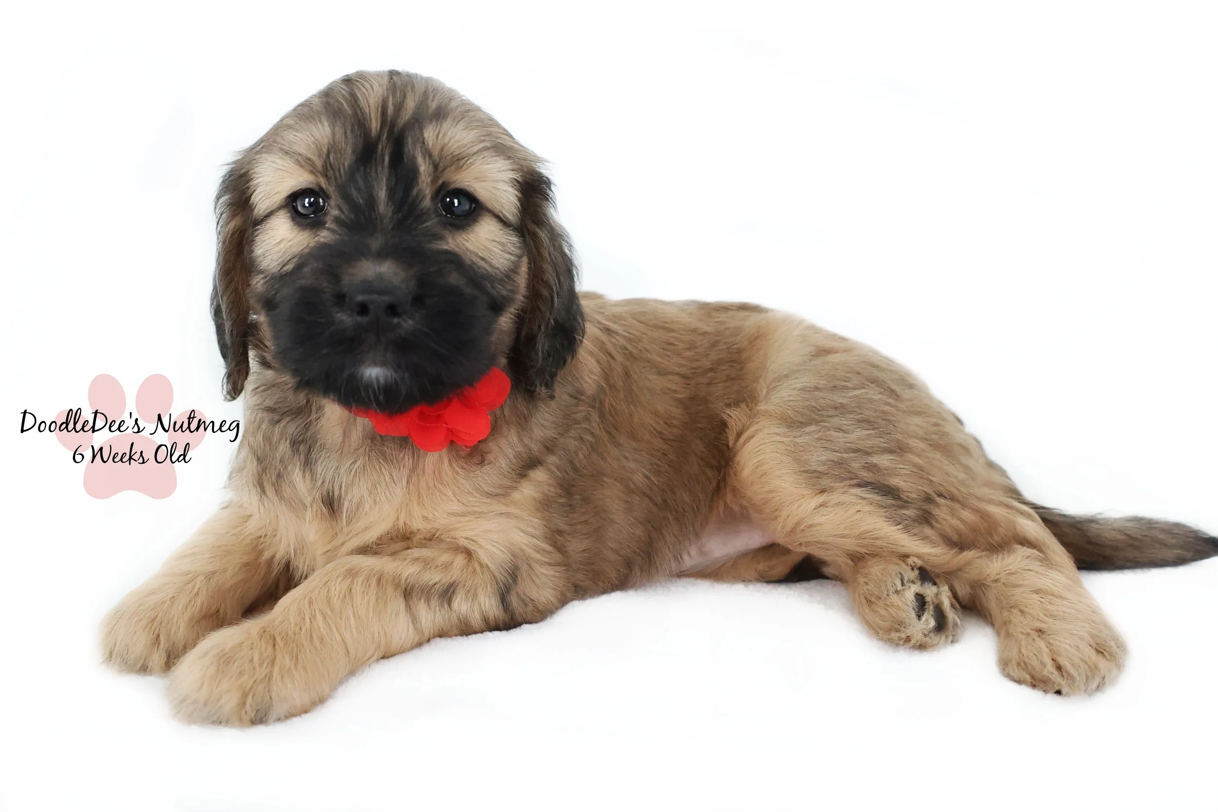 Petite Sable English Goldendoodle
