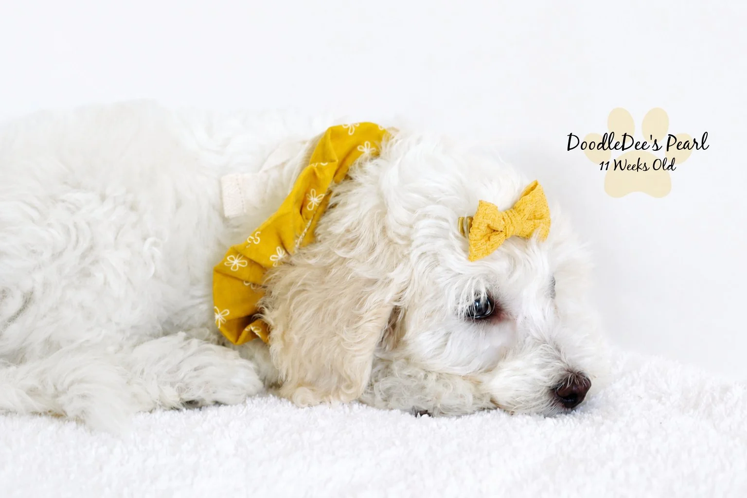 Mini English Cream Goldendoodle
11 Weeks Old 4.4#