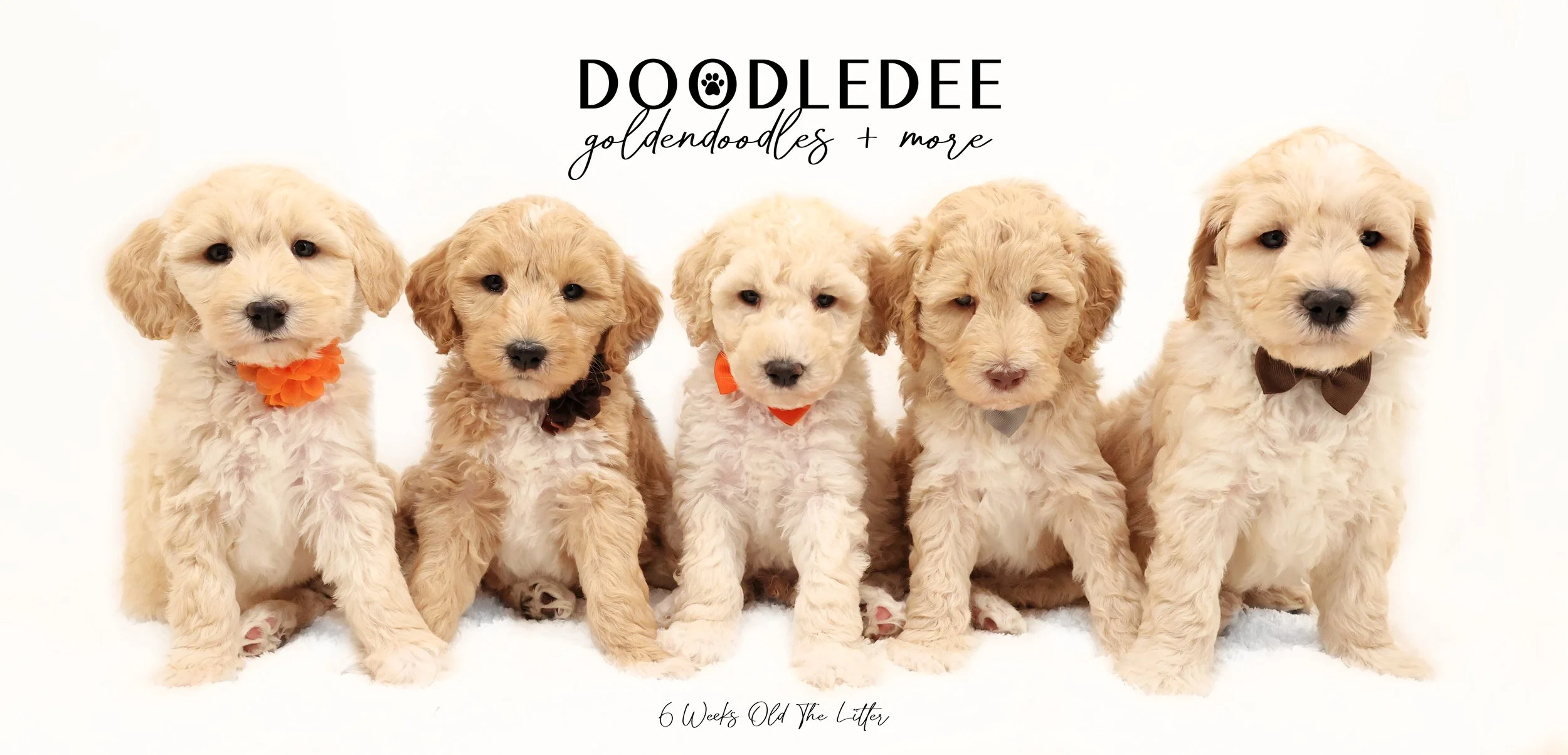 English Goldendoodle Puppies - Diva